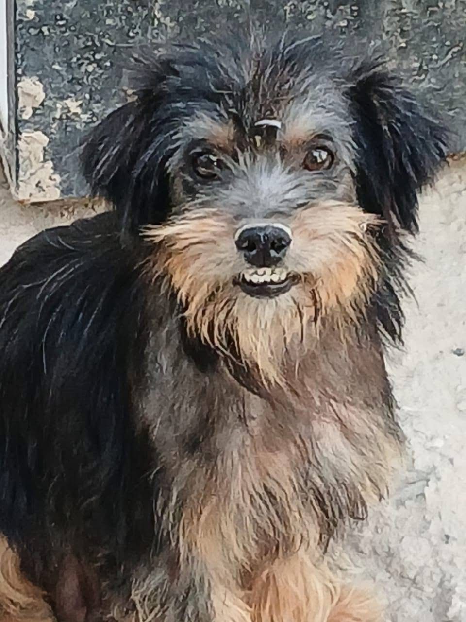 Help Pups N Boots Save 50 rescues Dogs— Before It’s Too Late campaign photo, 6 of 7