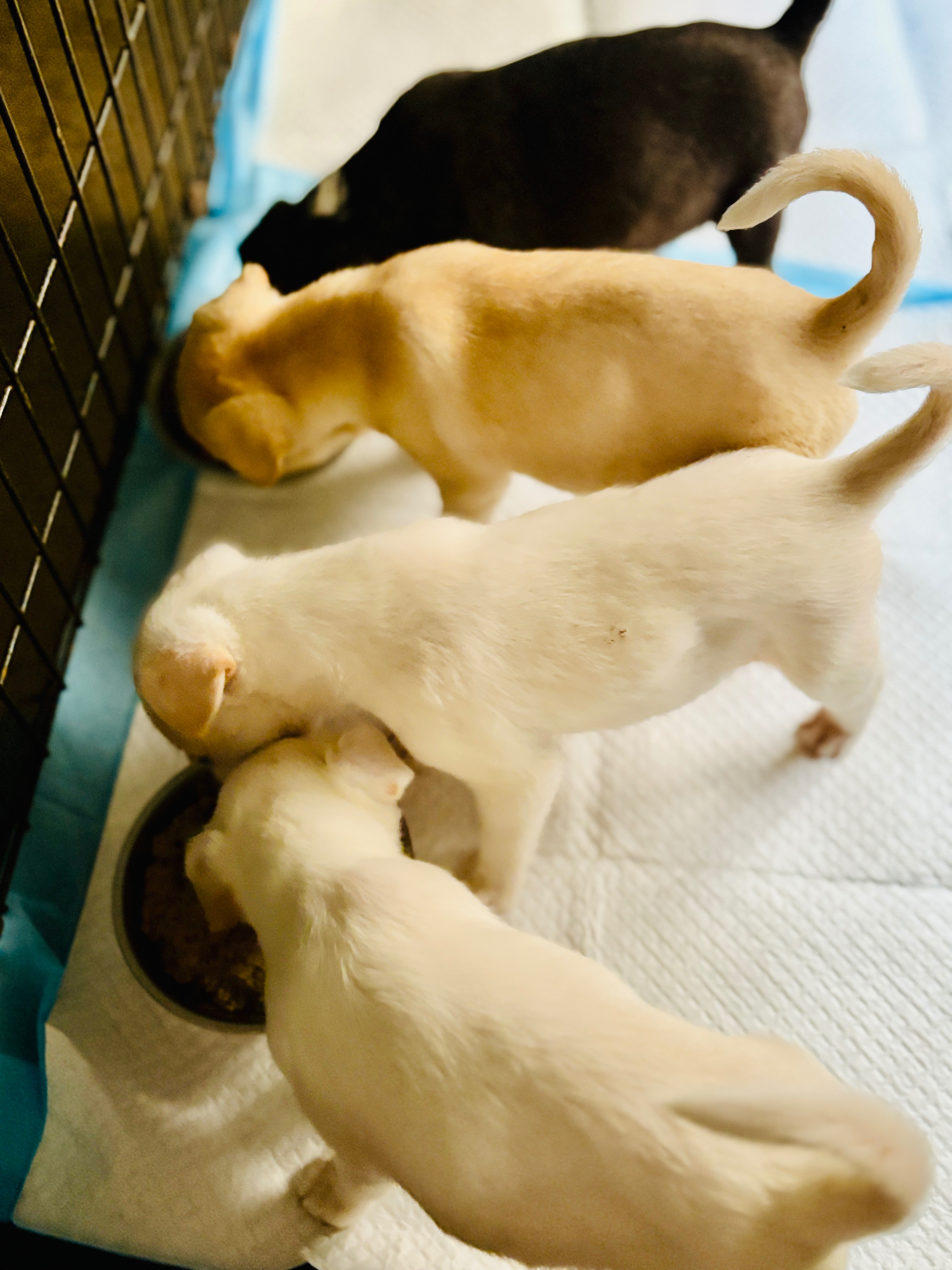 Help Pups N Boots Save 50 rescues Dogs— Before It’s Too Late campaign photo, 4 of 7