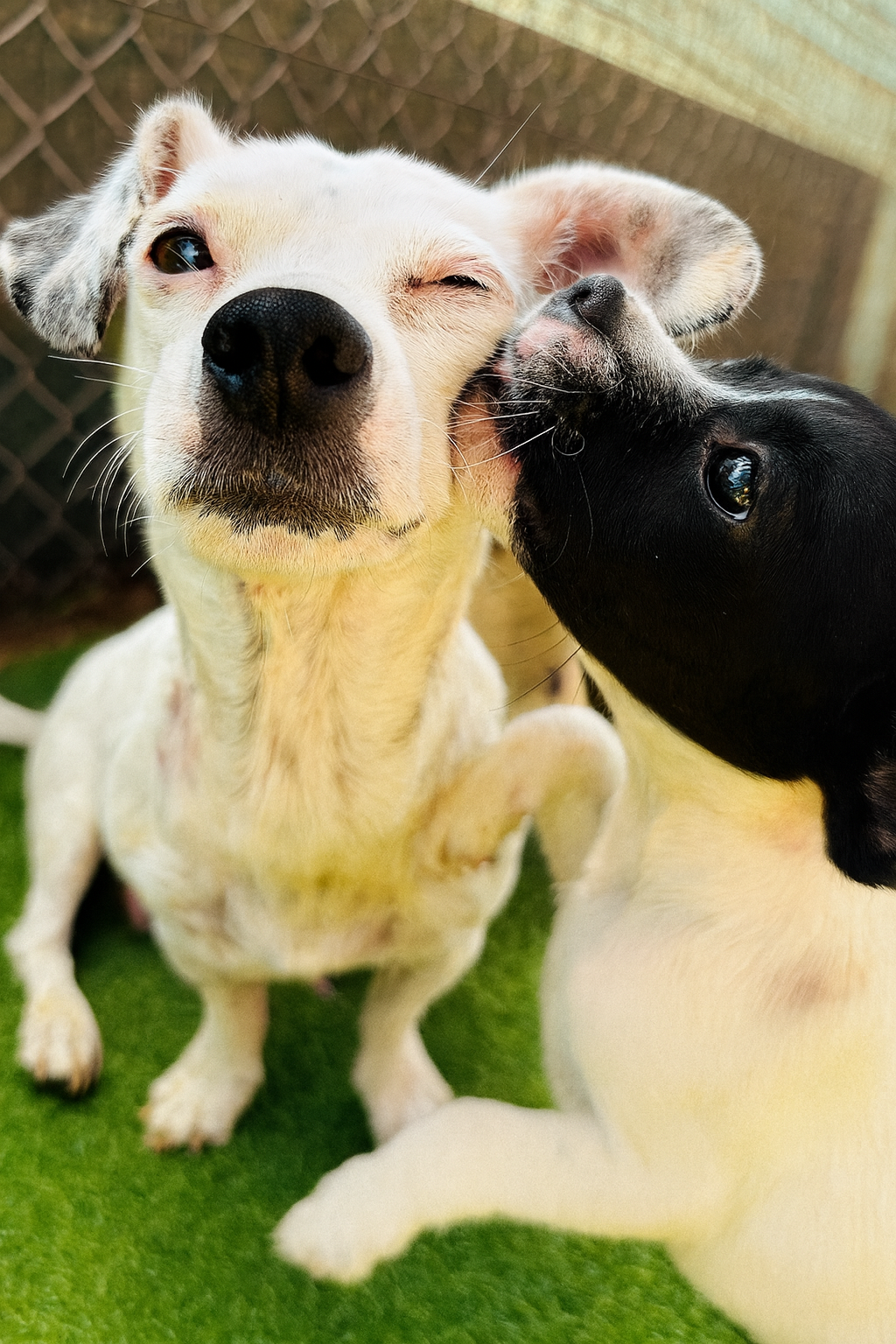 Help Pups N Boots Save 50 rescues Dogs— Before It’s Too Late campaign photo, 5 of 7