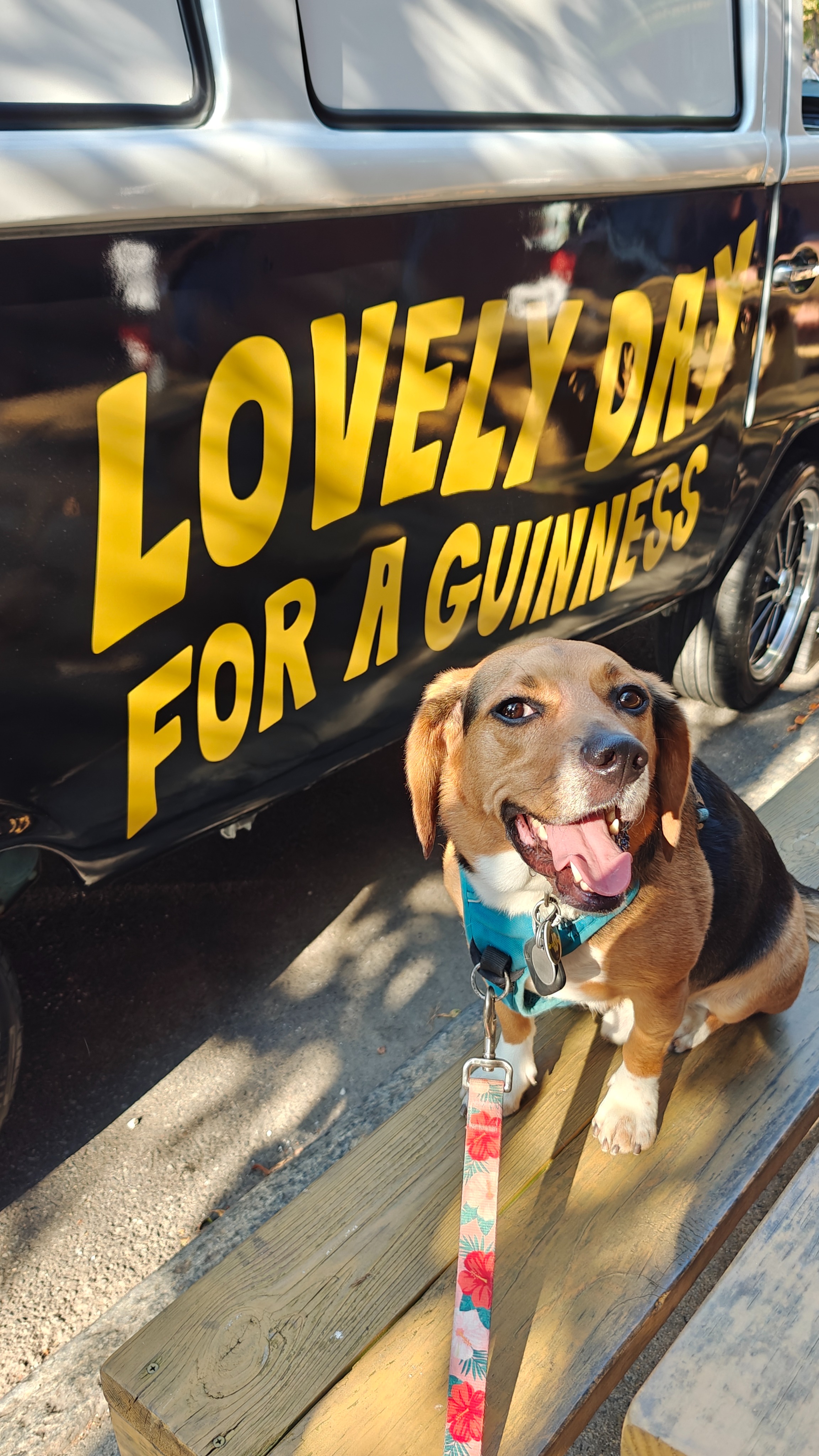 30 Mile Dog Walk for American Cancer Society campaign photo, 5 of 7