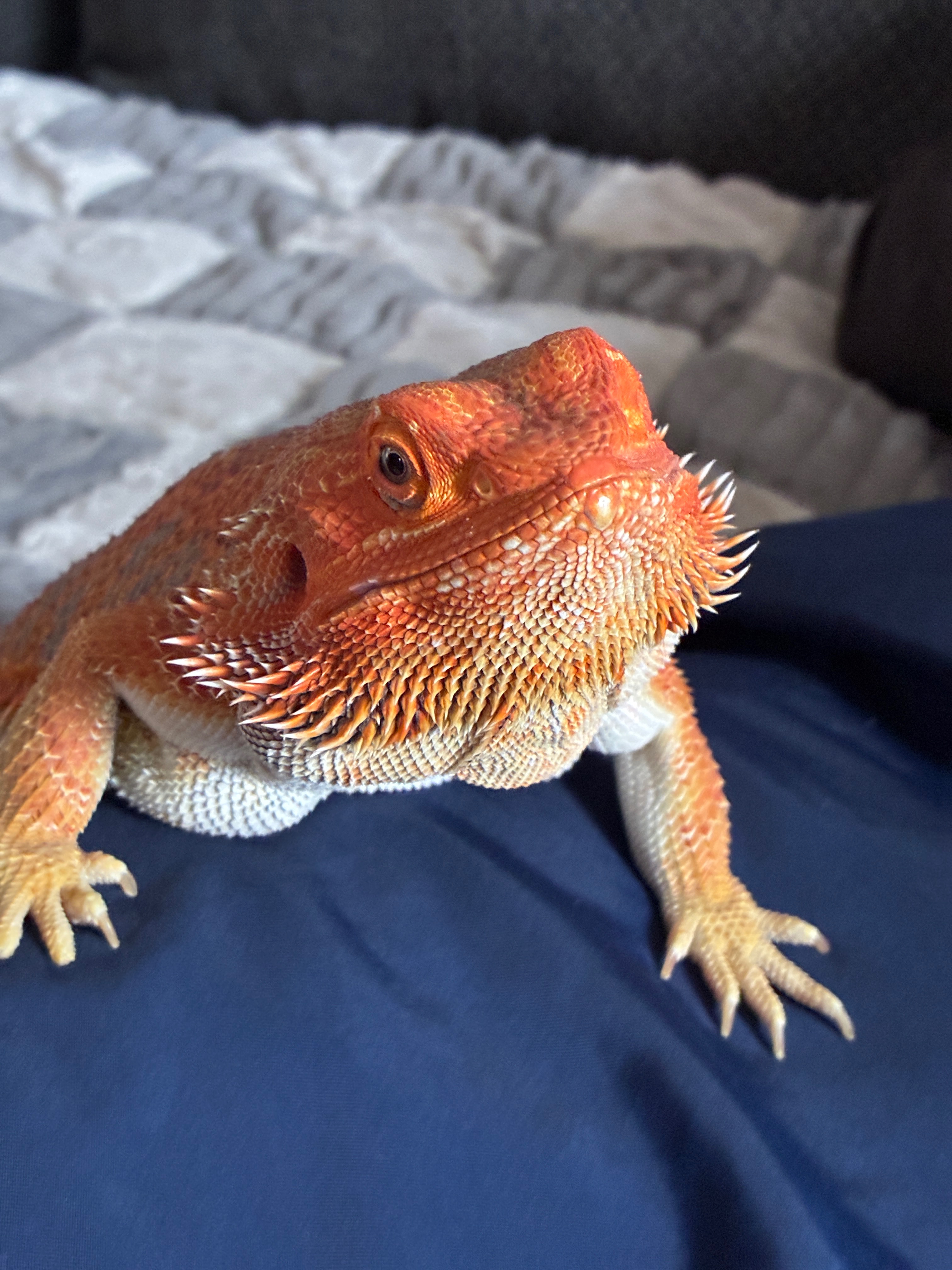 Help Support Charzilla’s Reptile Rescue campaign photo, 2 of 8