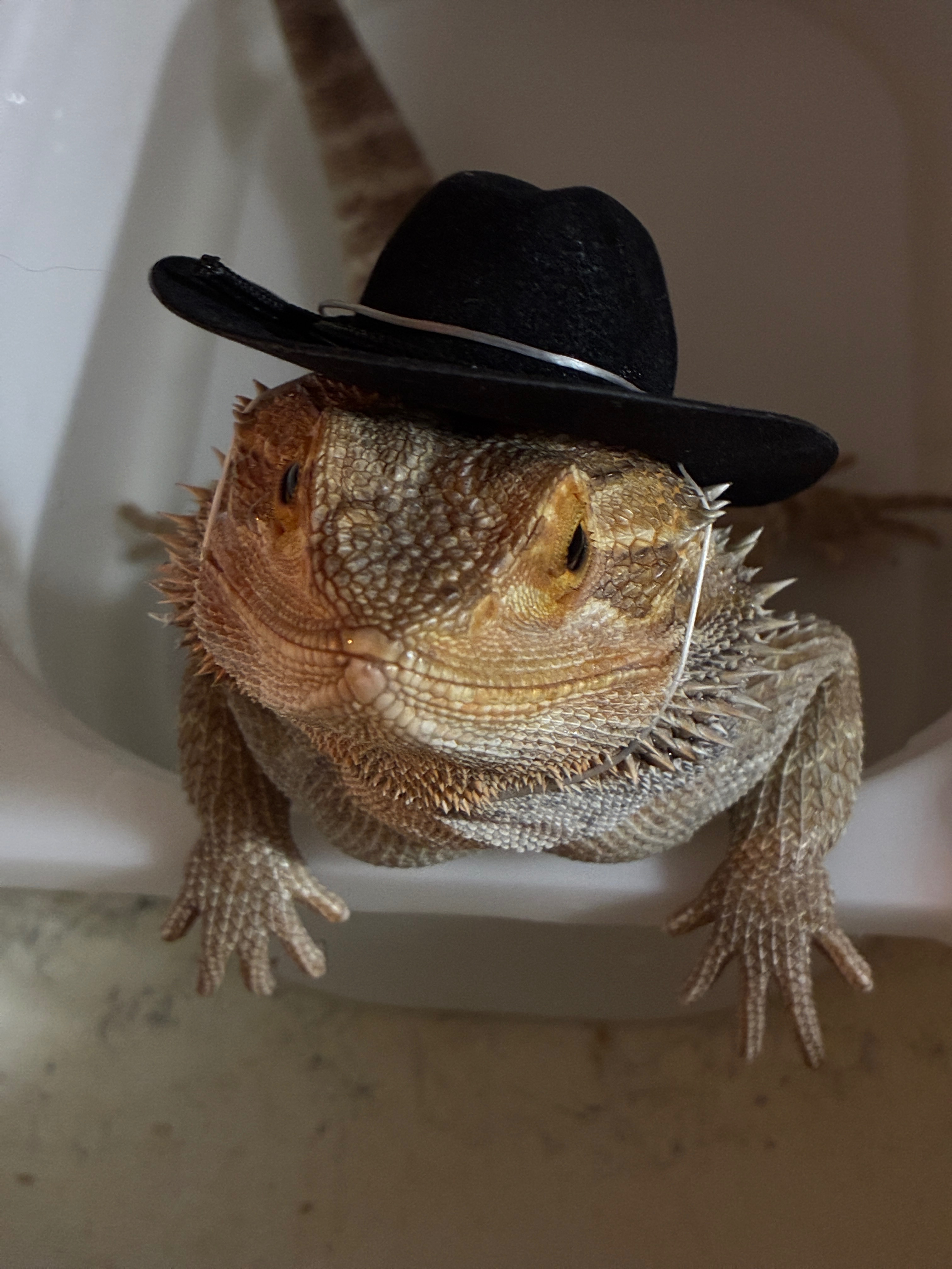 Help Support Charzilla’s Reptile Rescue campaign photo, 7 of 8