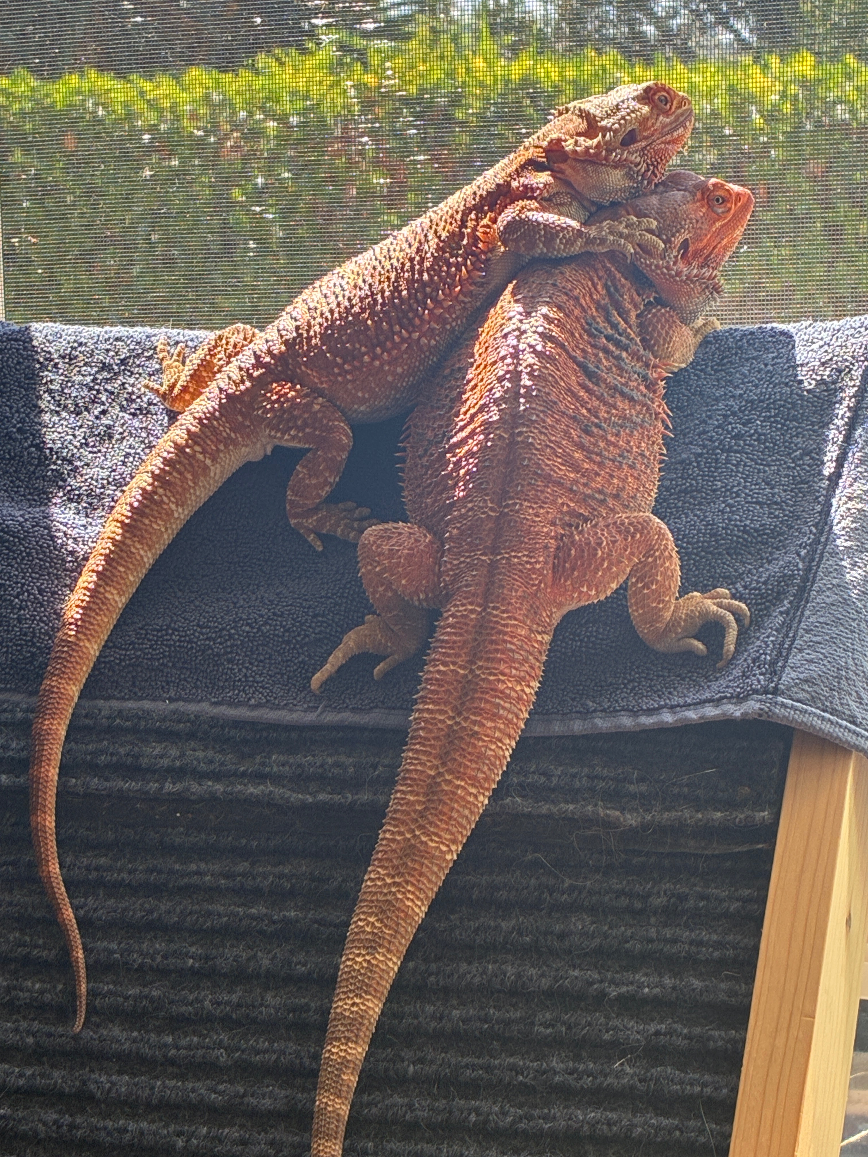 Help Support Charzilla’s Reptile Rescue campaign photo, 4 of 8