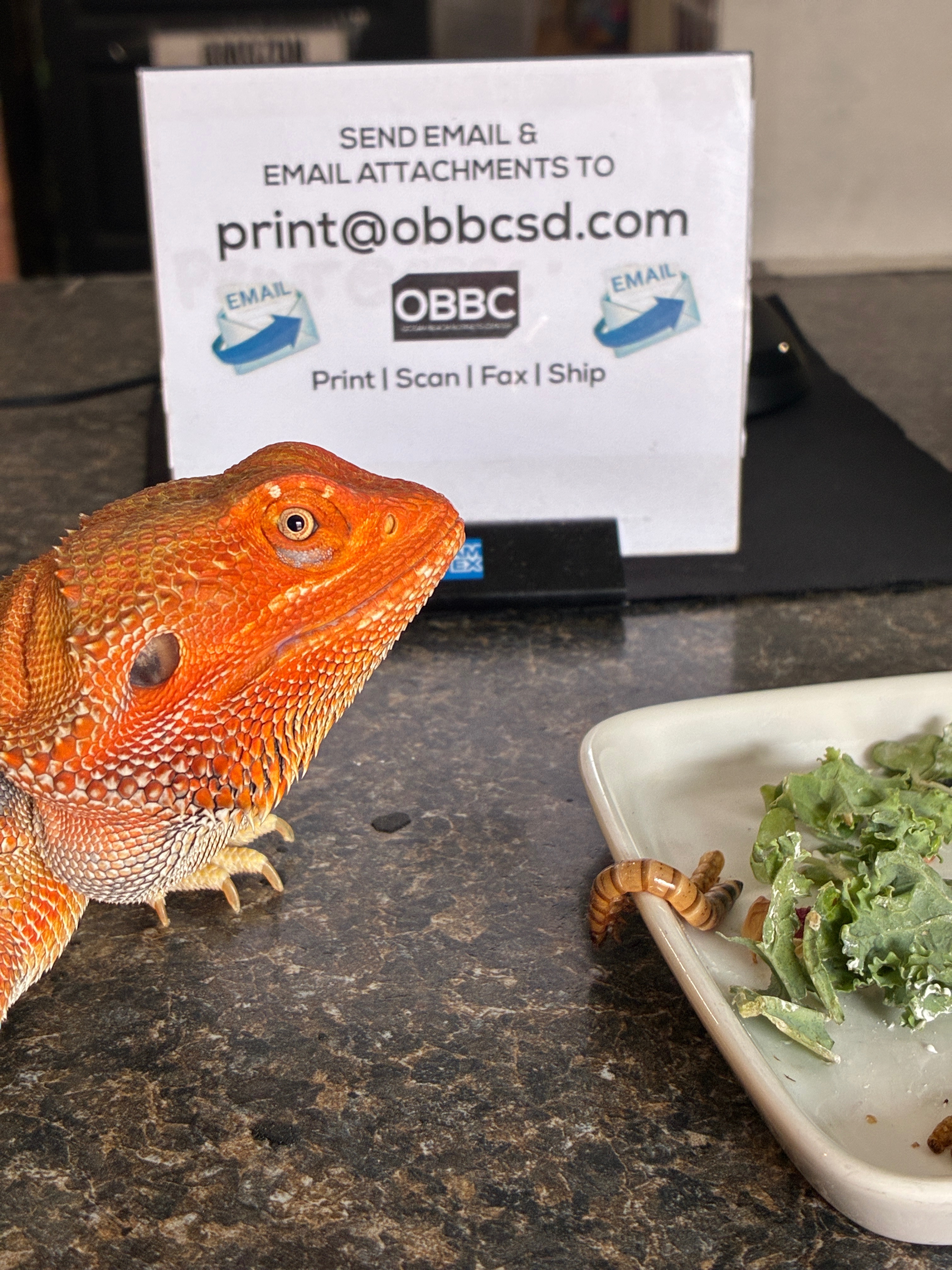 Help Support Charzilla’s Reptile Rescue campaign photo, 5 of 8