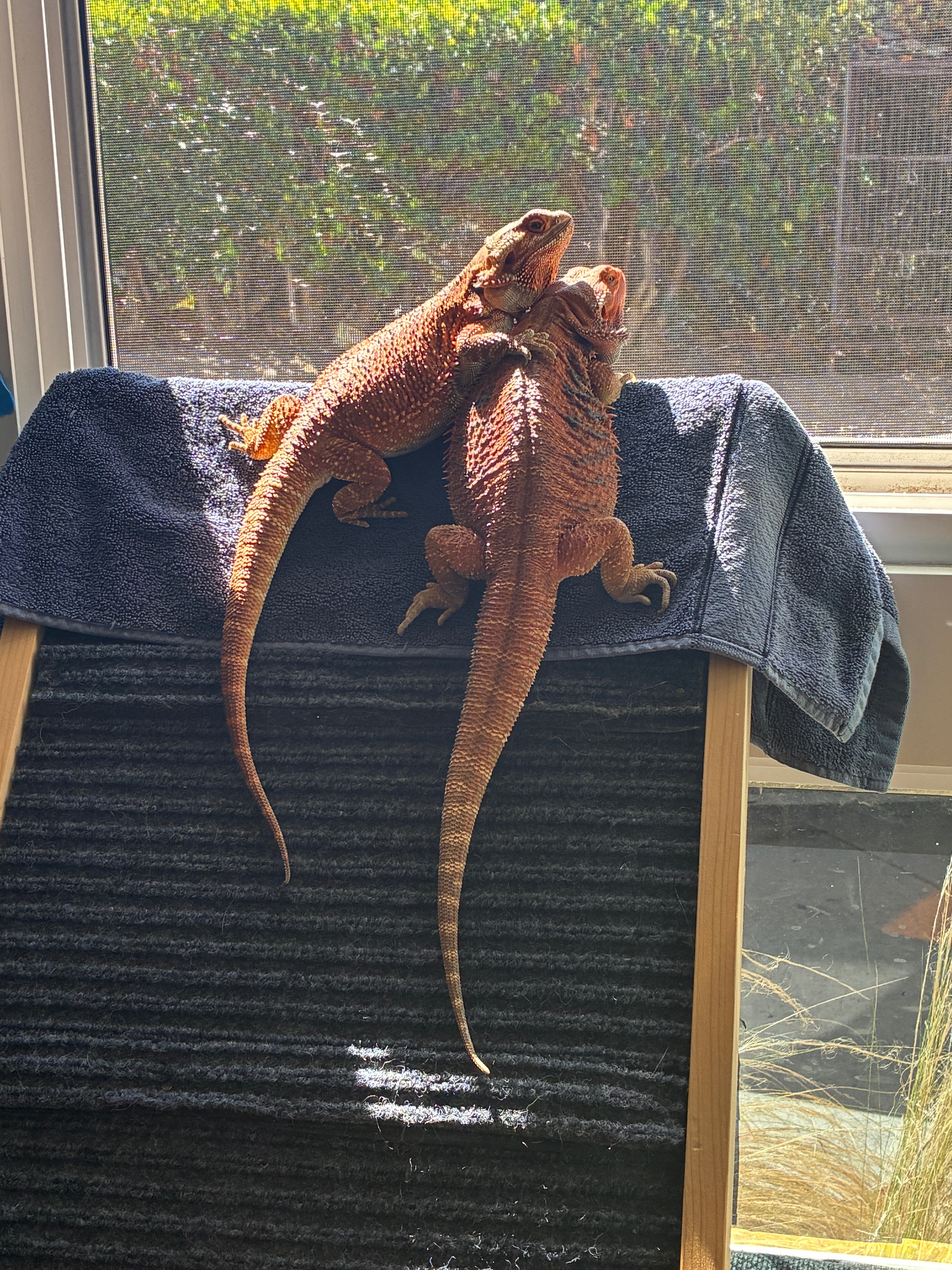 Help Support Charzilla’s Reptile Rescue campaign photo, 6 of 8