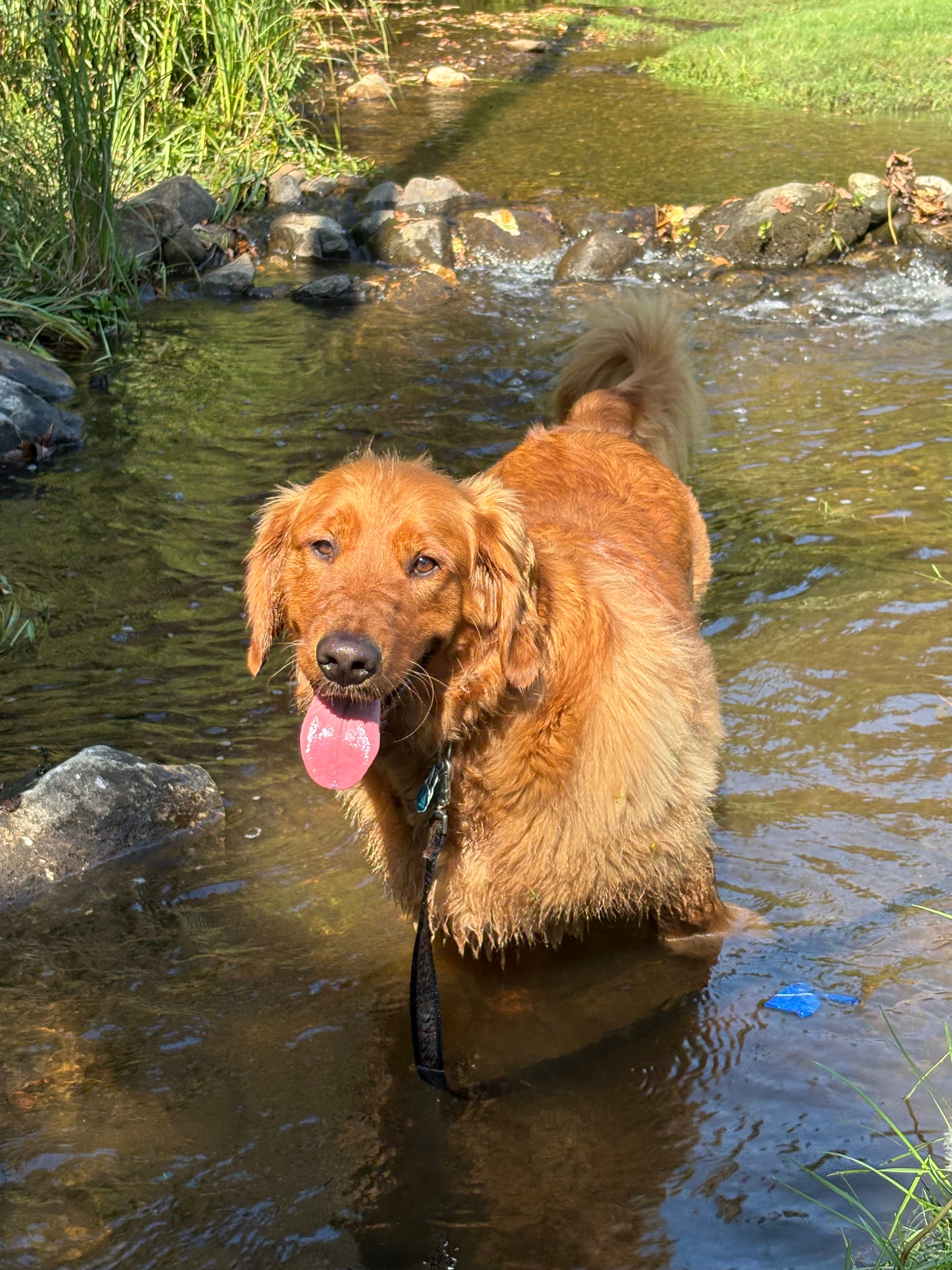 Help Otto the Golden Retriever Heal campaign photo, 7 of 8