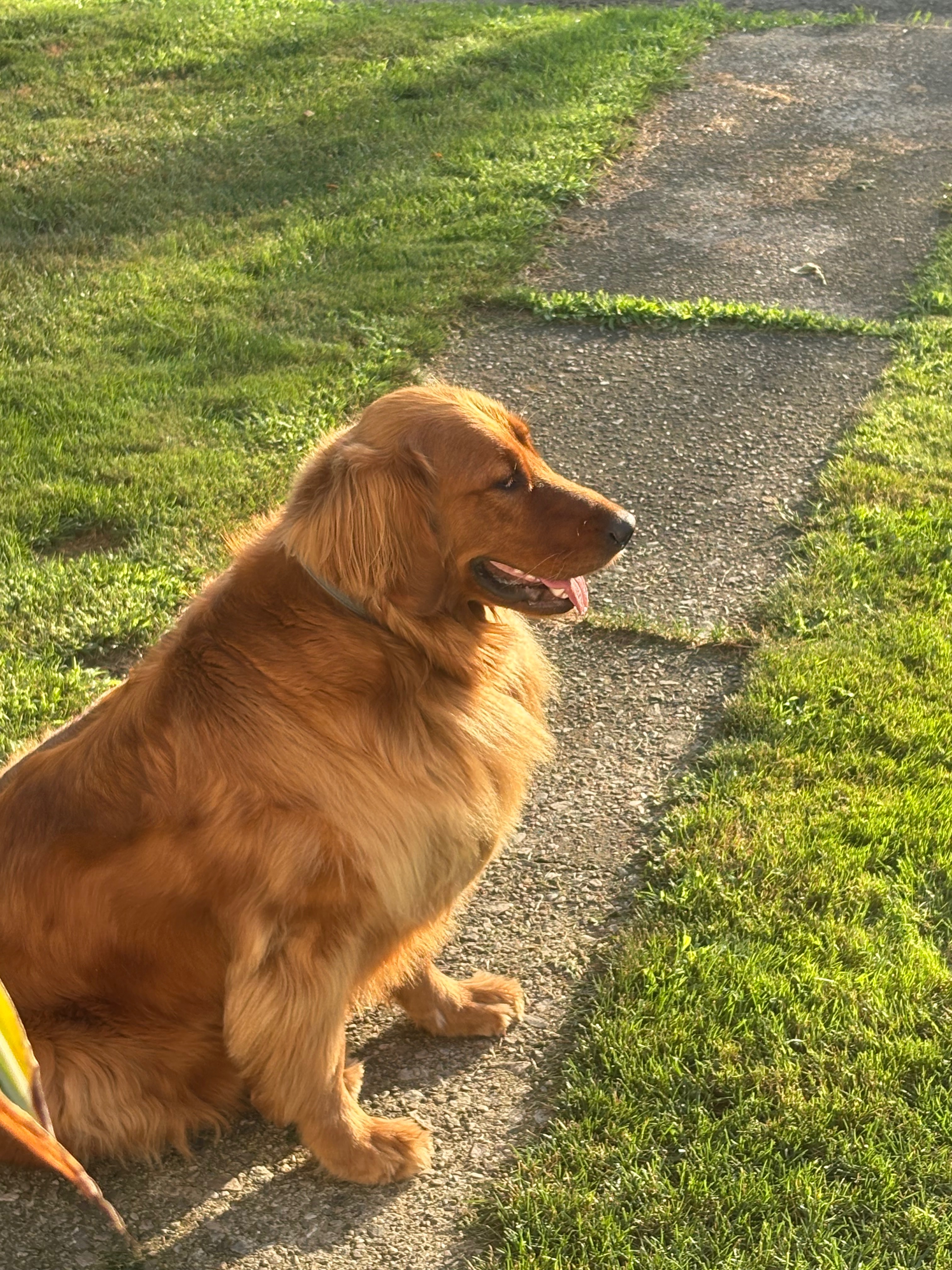 Help Otto the Golden Retriever Heal campaign photo, 2 of 8