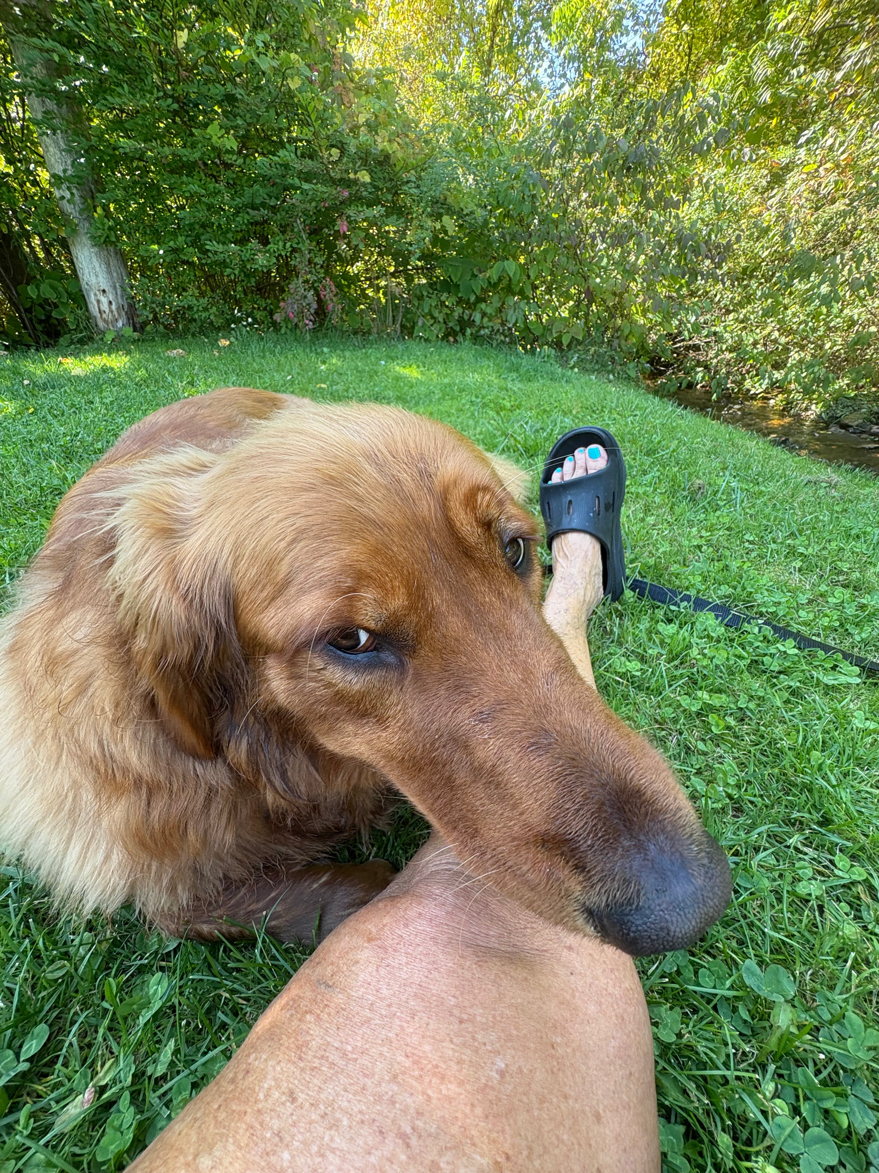 Help Otto the Golden Retriever Heal campaign photo, 4 of 8