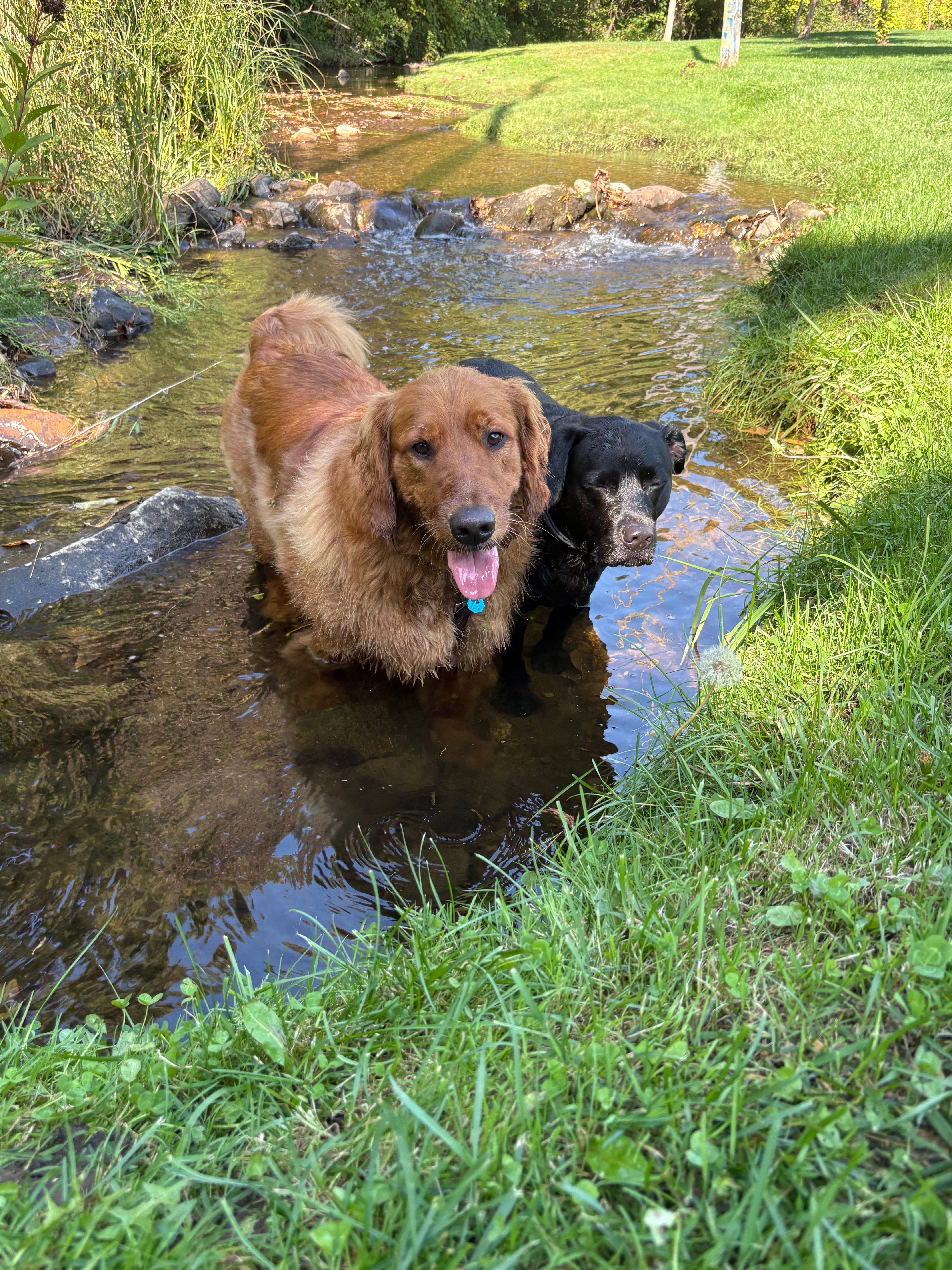 Help Otto the Golden Retriever Heal campaign photo, 6 of 8
