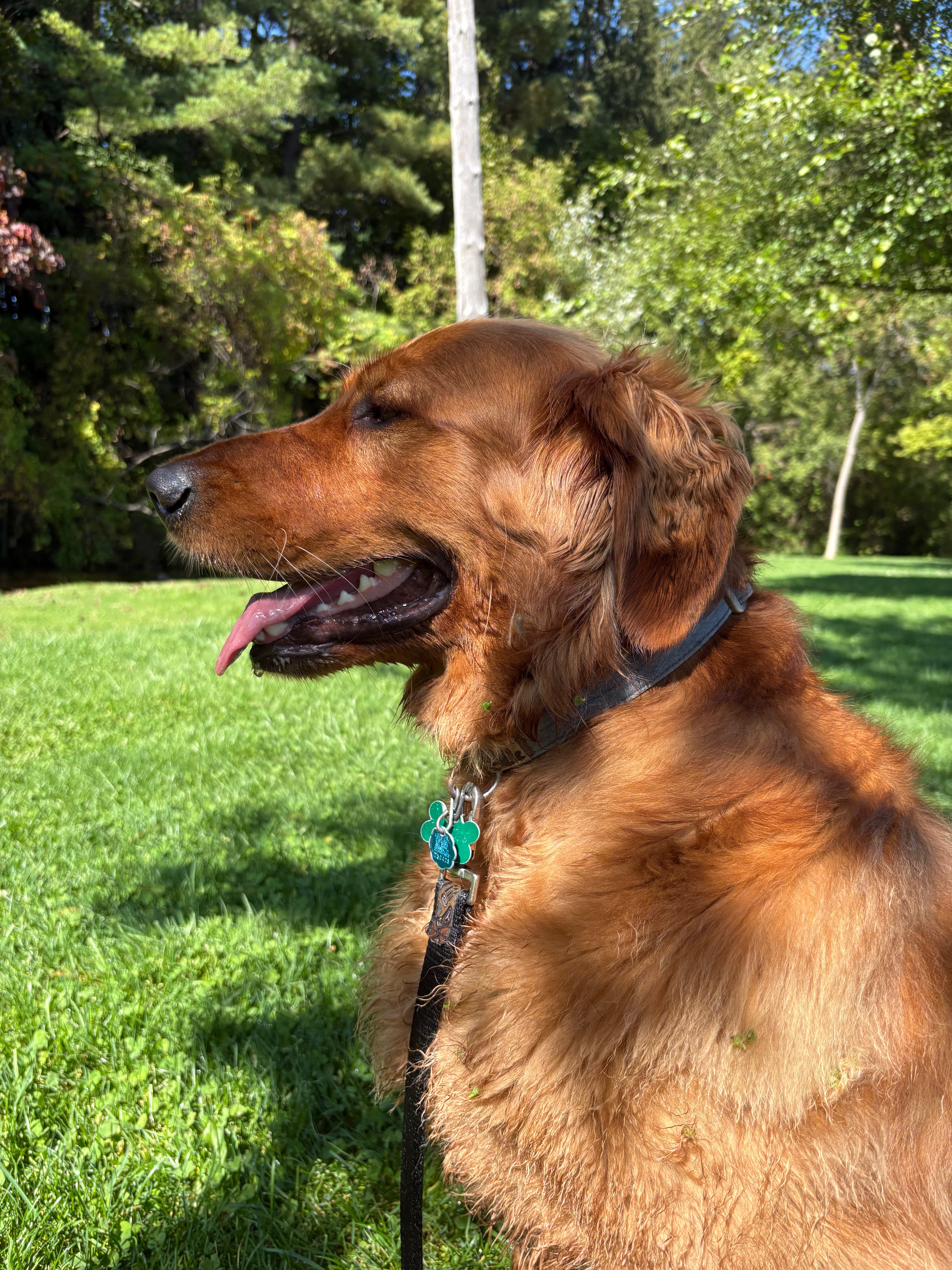 Help Otto the Golden Retriever Heal campaign photo, 5 of 8