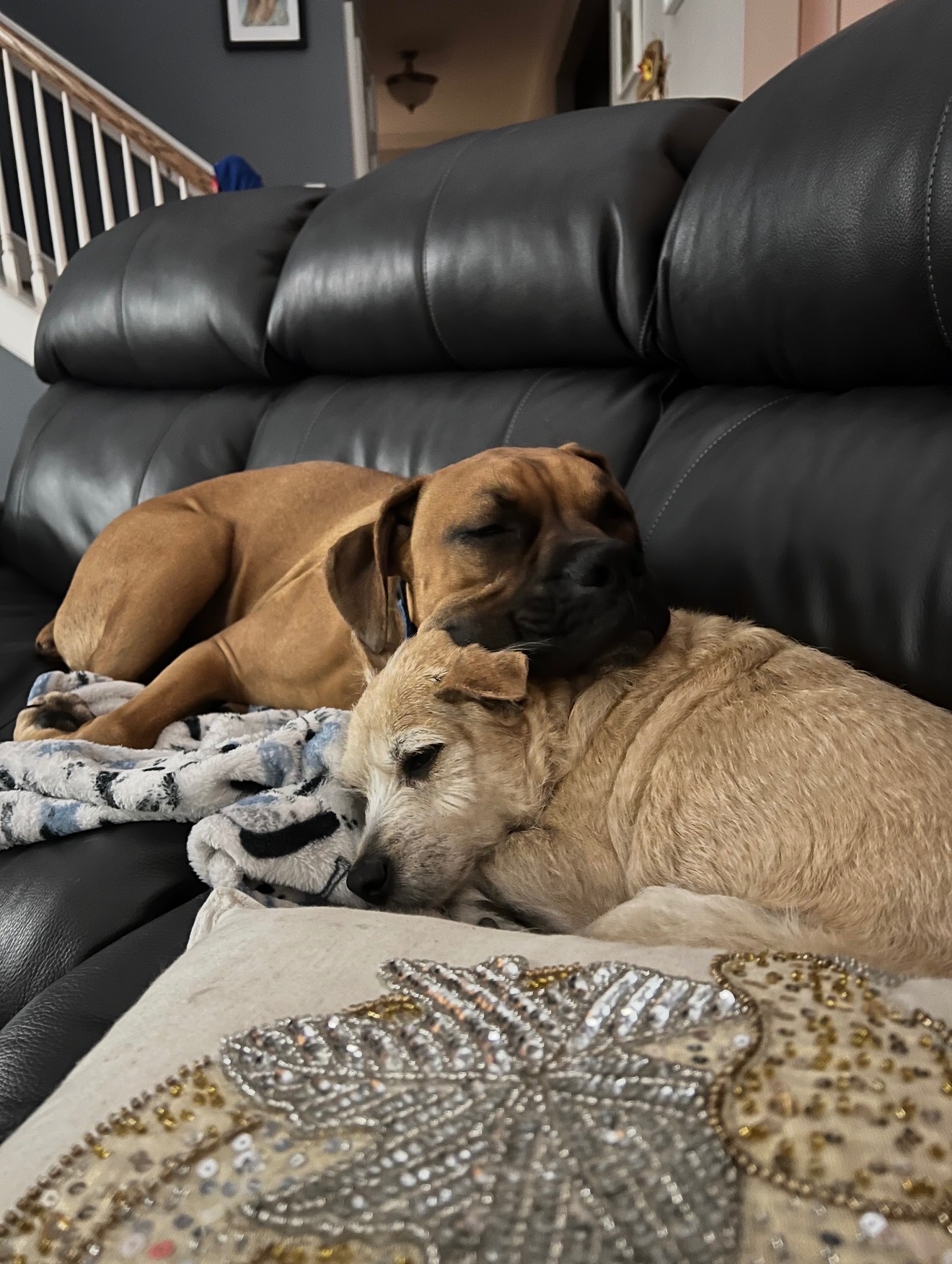 Help Save Brutus: Urgent Surgery Needed campaign photo, 2 of 8
