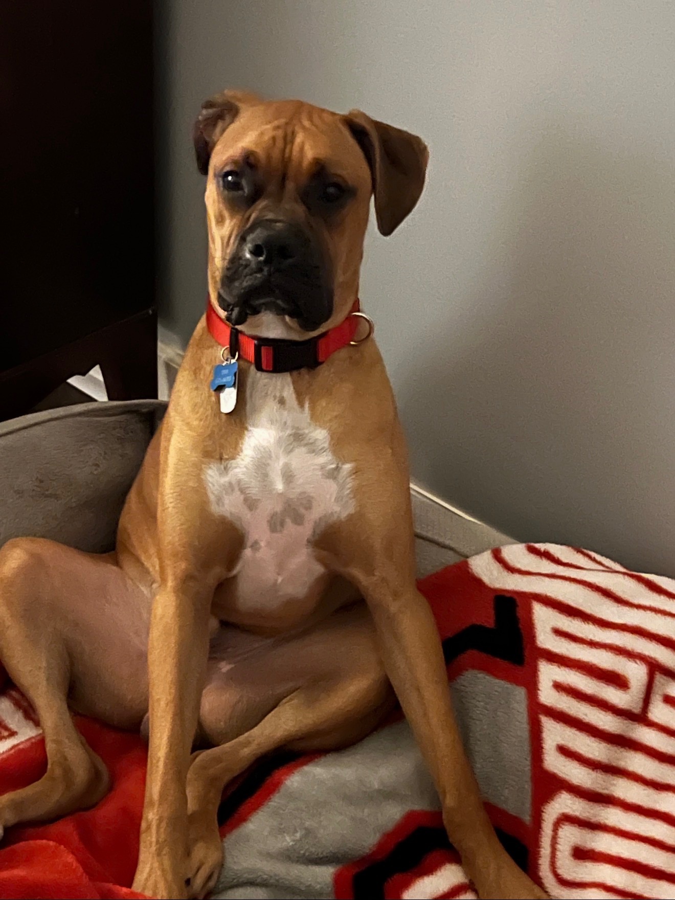Help Save Brutus: Urgent Surgery Needed campaign photo, 4 of 8