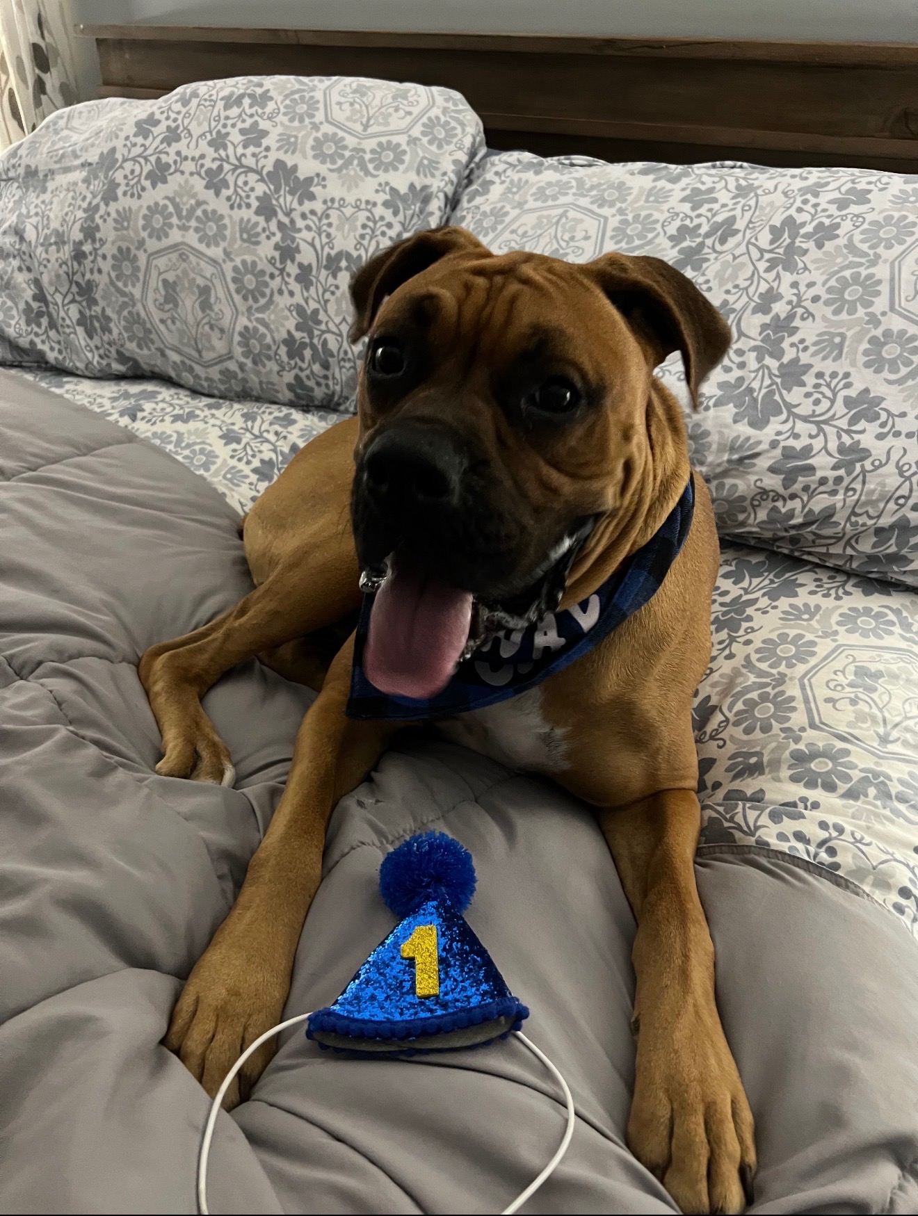 Help Save Brutus: Urgent Surgery Needed campaign photo, 5 of 8