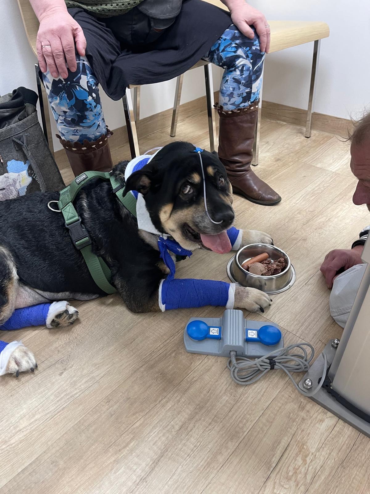 Spendenaufruf für Kämpferin Maggie auf der Intensivstation campaign photo, 5 of 8