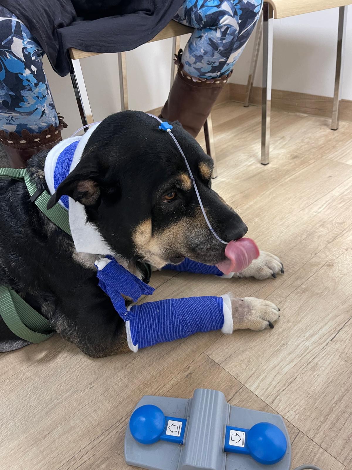 Spendenaufruf für Kämpferin Maggie auf der Intensivstation campaign photo, 6 of 8