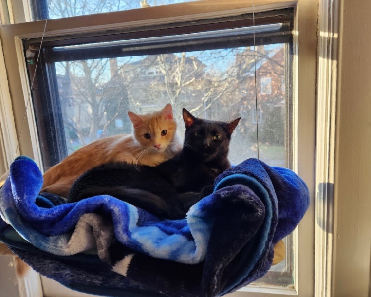 Support Bug's Urgent Vet Care Needs campaign photo, 2 of 8