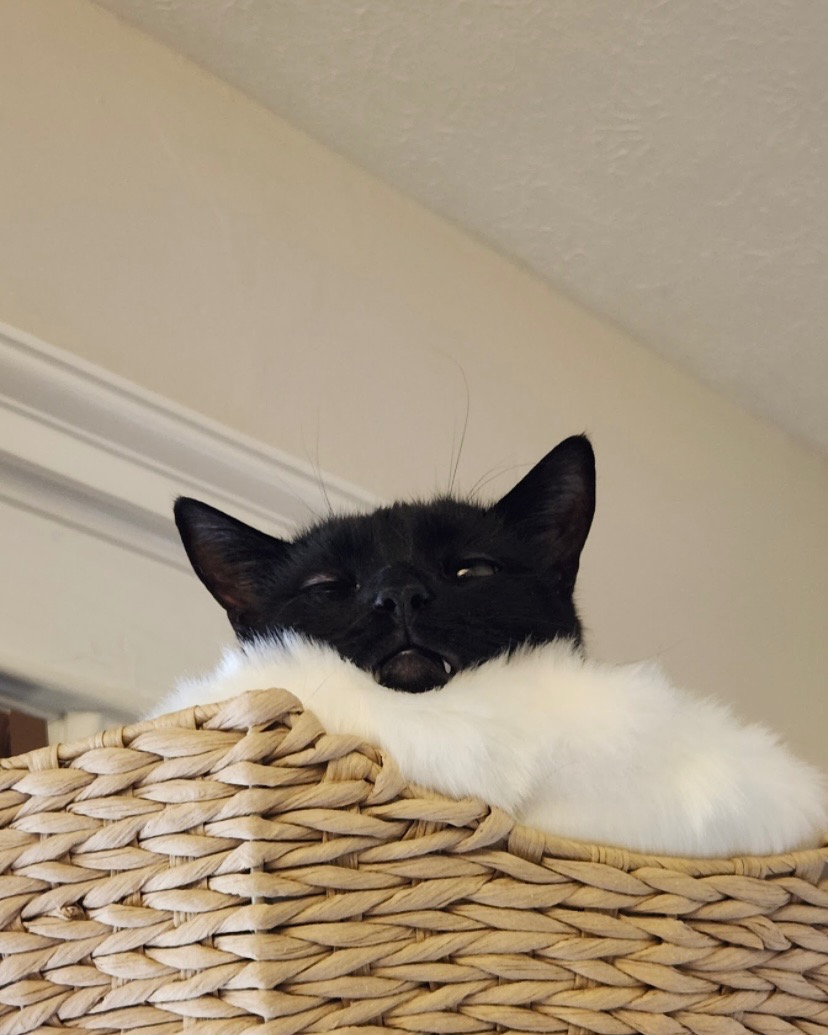 Support Bug's Urgent Vet Care Needs campaign photo, 5 of 8