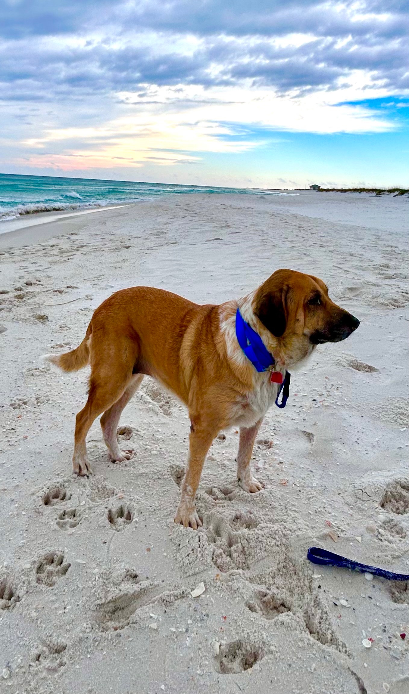 This is Belle. She has aggressive lymphoma. Please help! campaign photo, 7 of 8