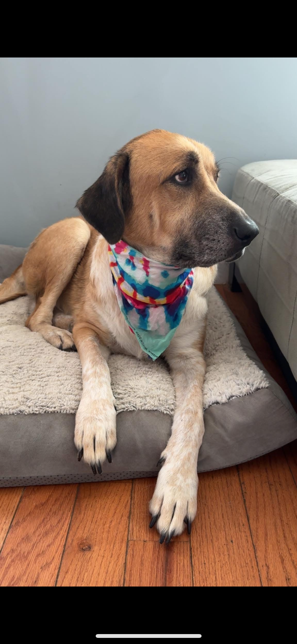 This is Belle. She has aggressive lymphoma. Please help! campaign photo, 4 of 8
