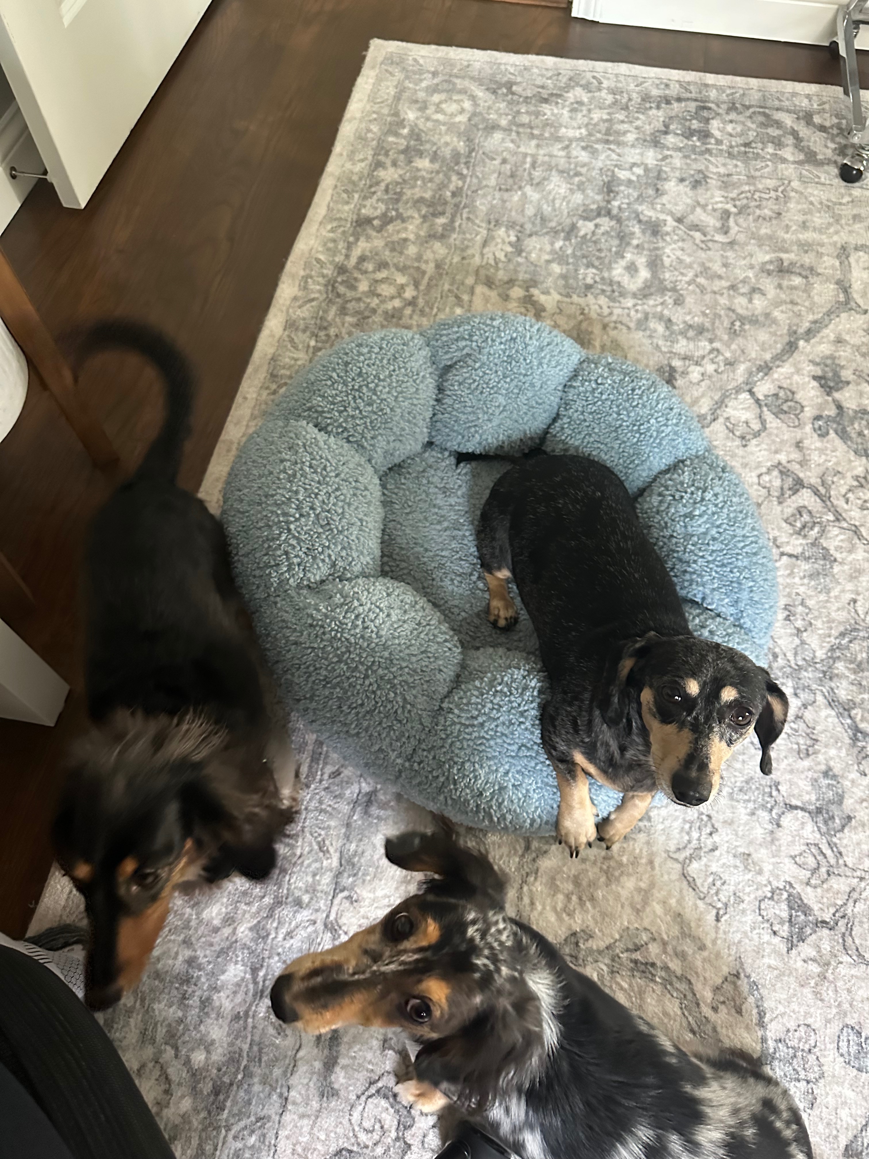 Help Foster Dachshund Recover After a Devastating Attack campaign photo, 7 of 8
