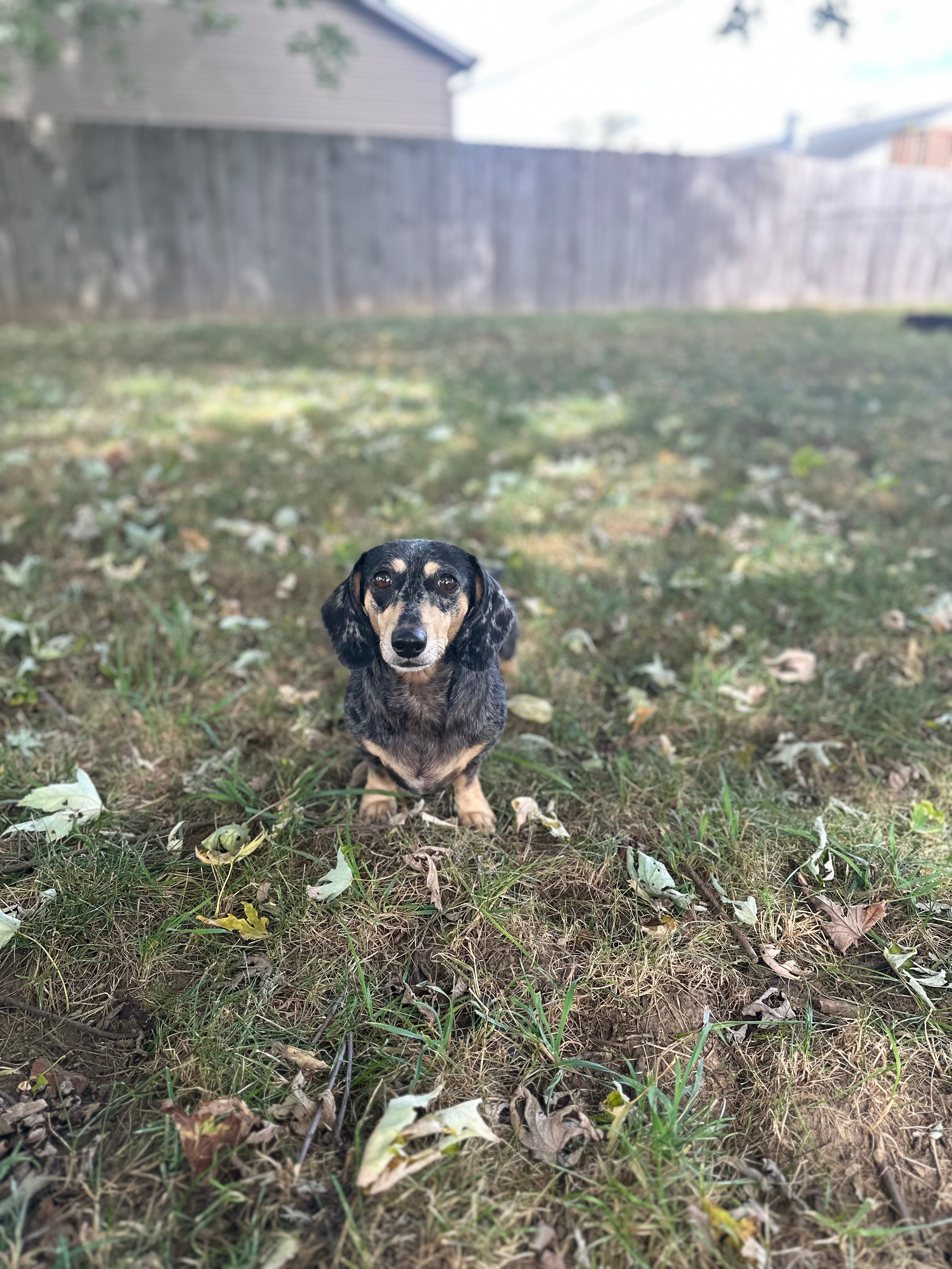 Help Foster Dachshund Recover After a Devastating Attack campaign photo, 2 of 8