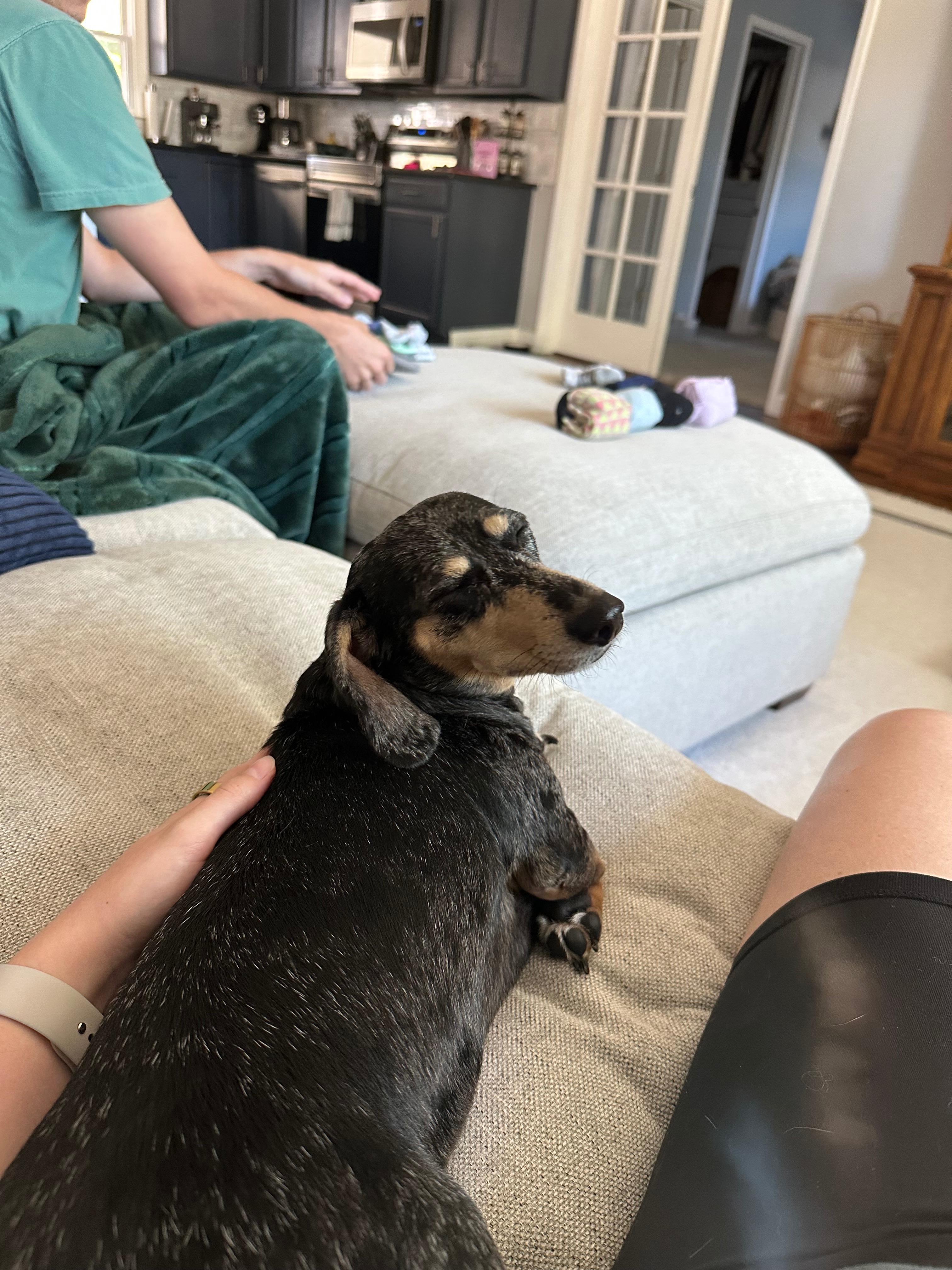 Help Foster Dachshund Recover After a Devastating Attack campaign photo, 4 of 8
