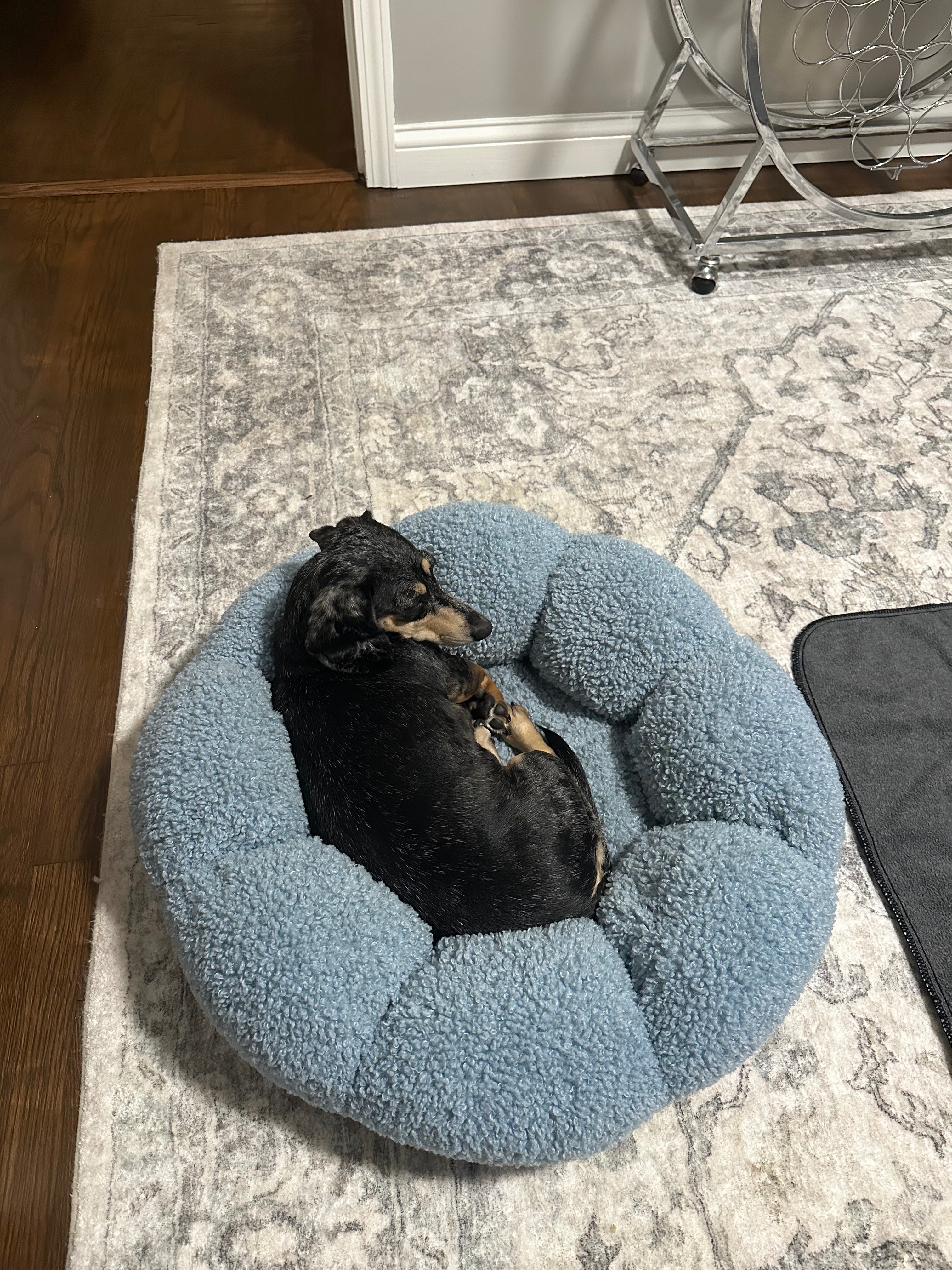 Help Foster Dachshund Recover After a Devastating Attack campaign photo, 5 of 8