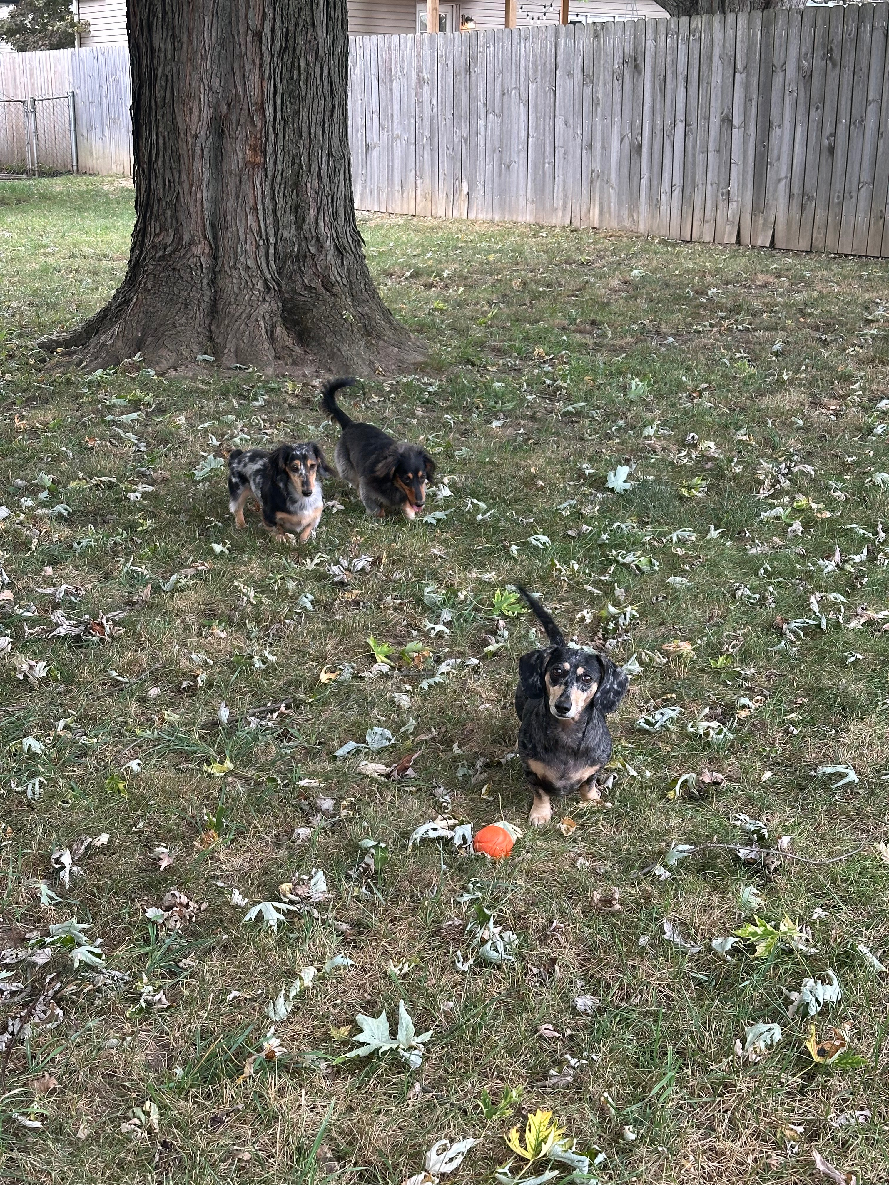 Help Foster Dachshund Recover After a Devastating Attack campaign photo, 6 of 8
