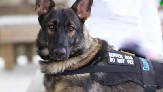 Help me get a psychiatric service dog photo