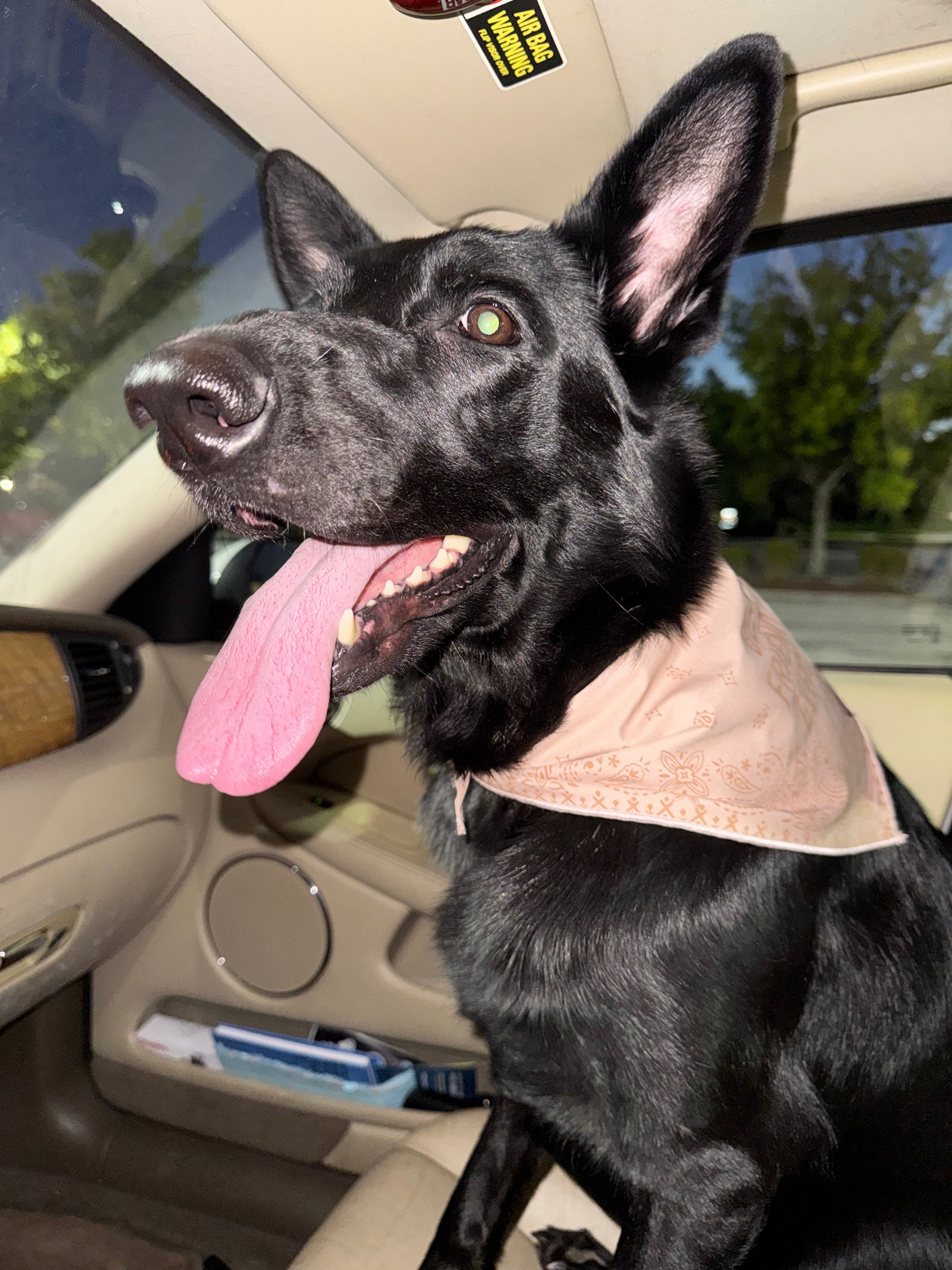 Help With Ruby’s Medical Costs campaign photo, 4 of 5