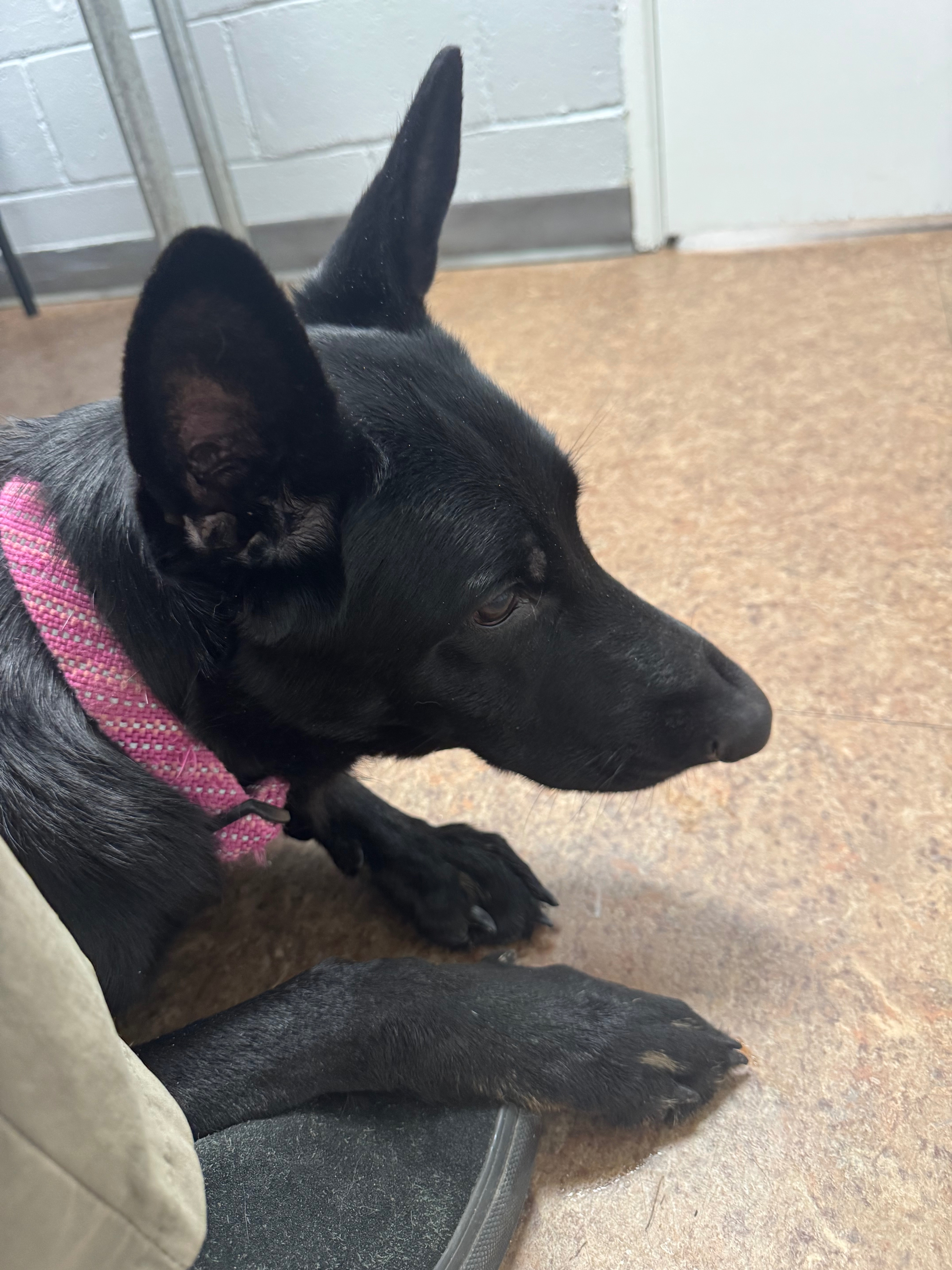 Help With Ruby’s Medical Costs campaign photo, 2 of 5