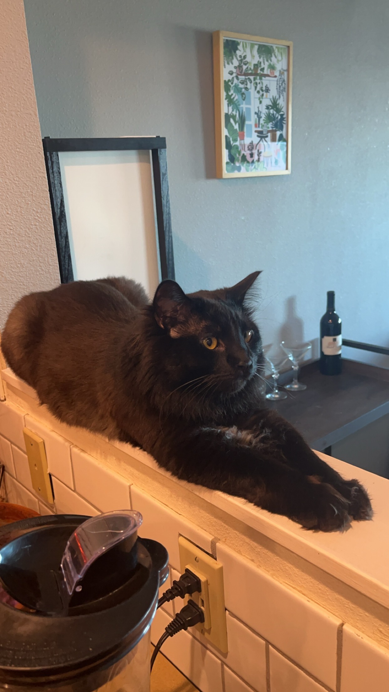 Binks' Emergency Care and Bladder Surgery campaign photo, 2 of 7