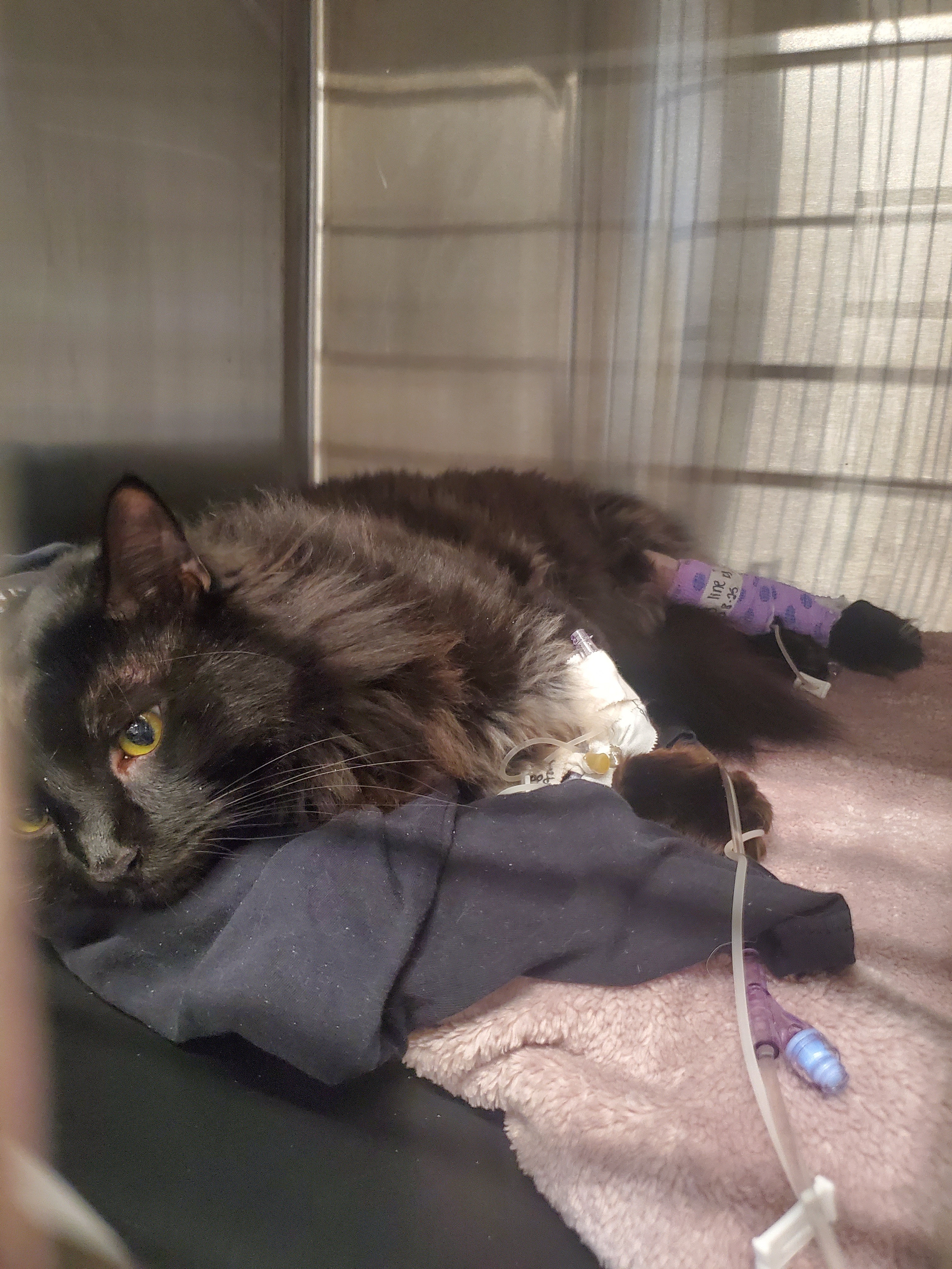 Binks' Emergency Care and Bladder Surgery campaign photo, 4 of 7