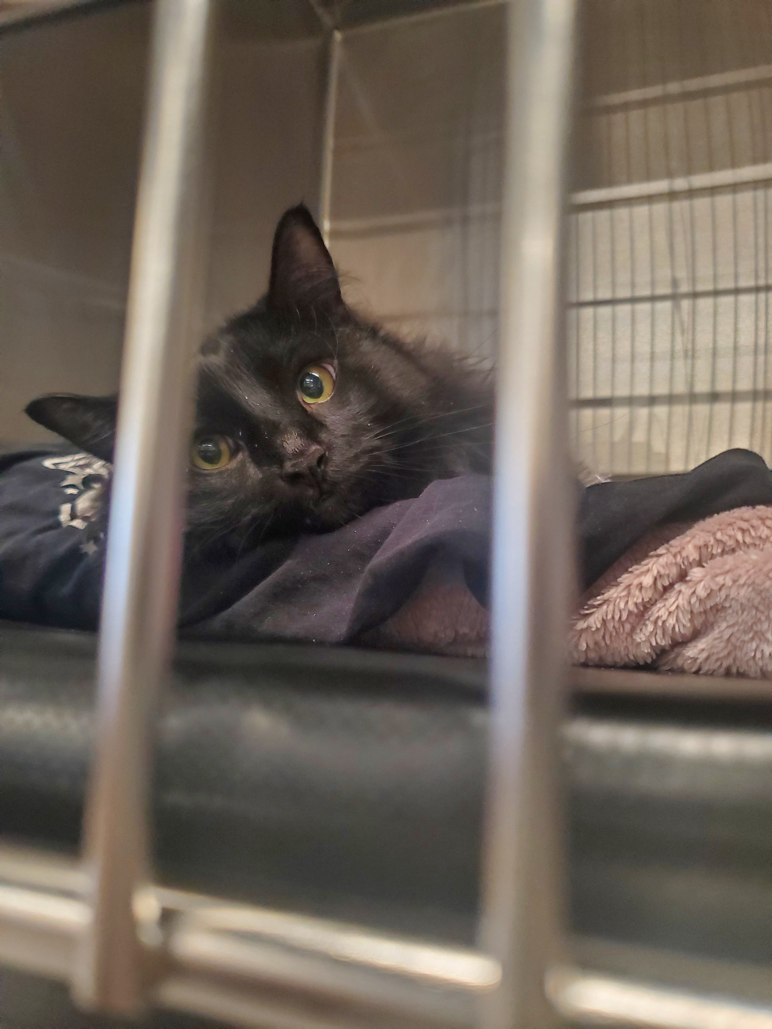 Binks' Emergency Care and Bladder Surgery campaign photo, 5 of 7