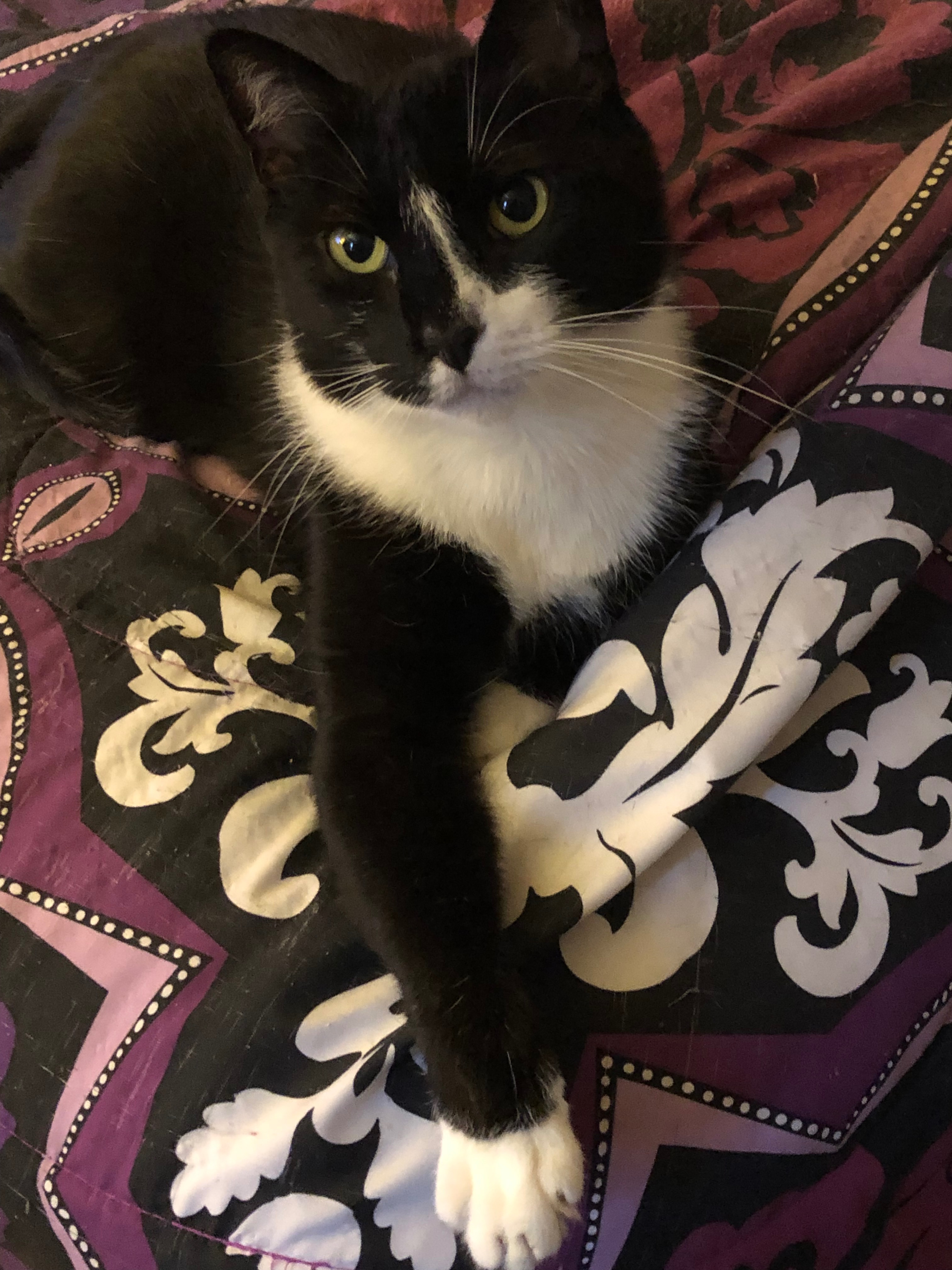 Please Help my Jack campaign photo, 2 of 4
