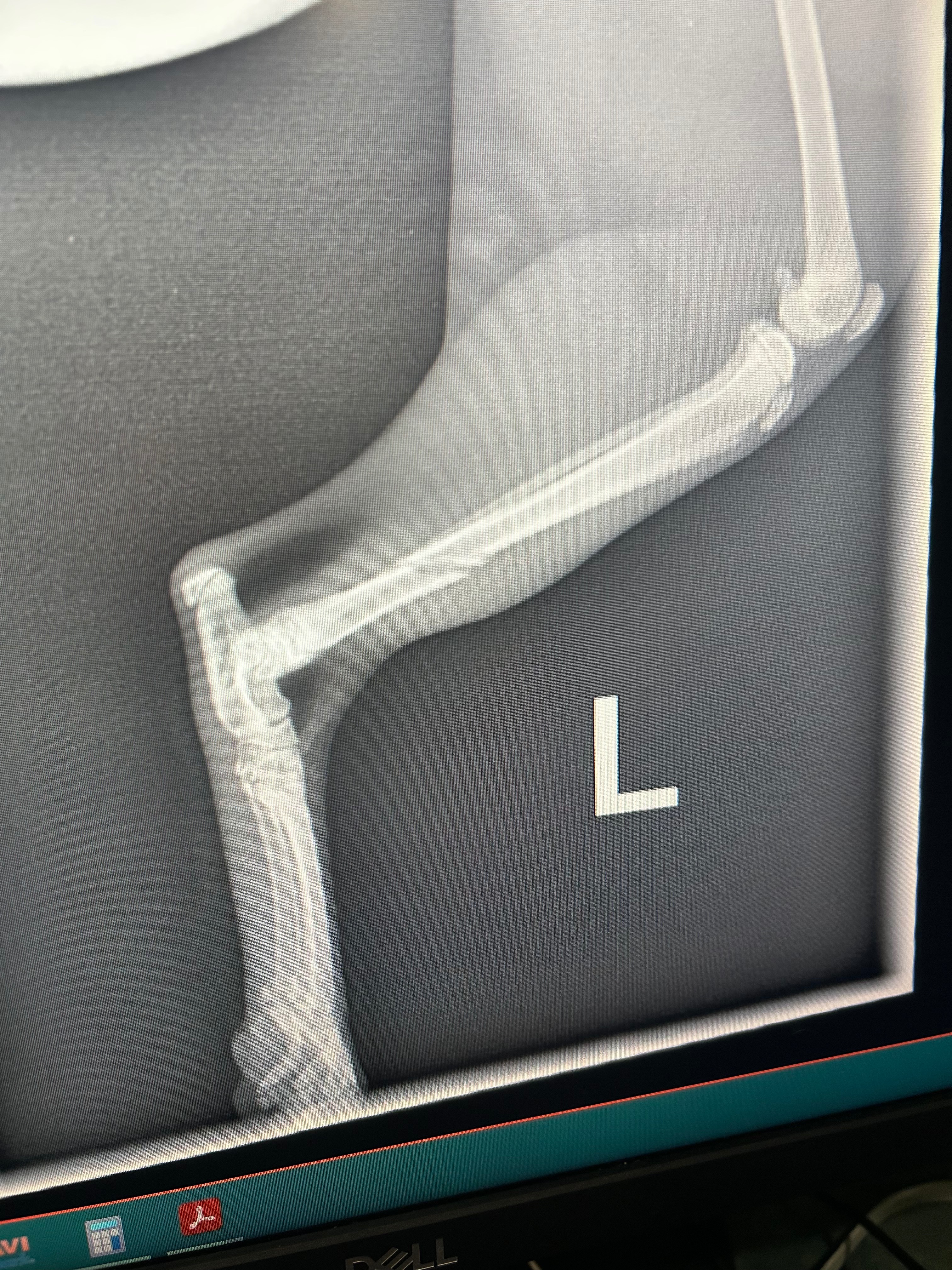 Help Our Sweet Cat Heal After a Freak Accident campaign photo, 7 of 8
