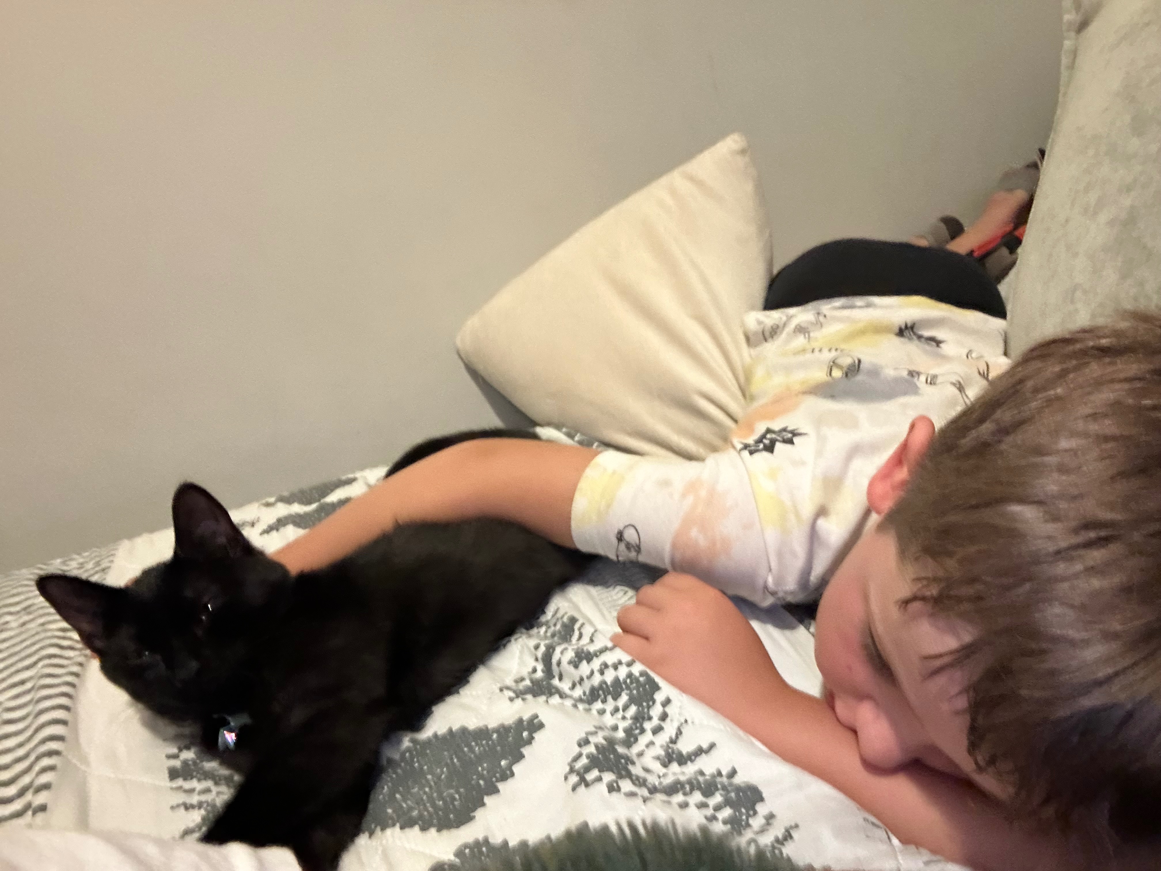 Help Our Sweet Cat Heal After a Freak Accident campaign photo, 4 of 8