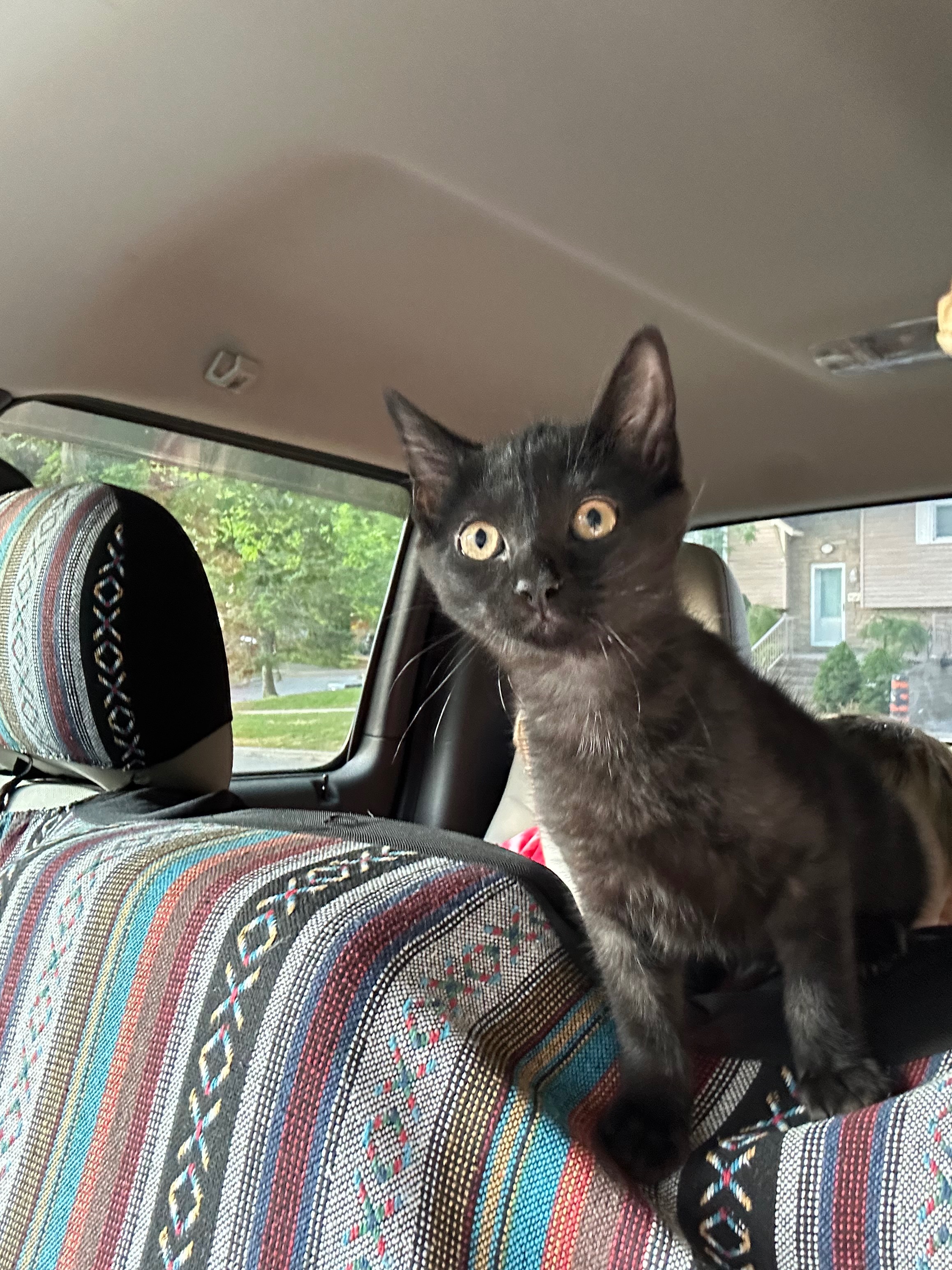 Help Our Sweet Cat Heal After a Freak Accident campaign photo, 5 of 8