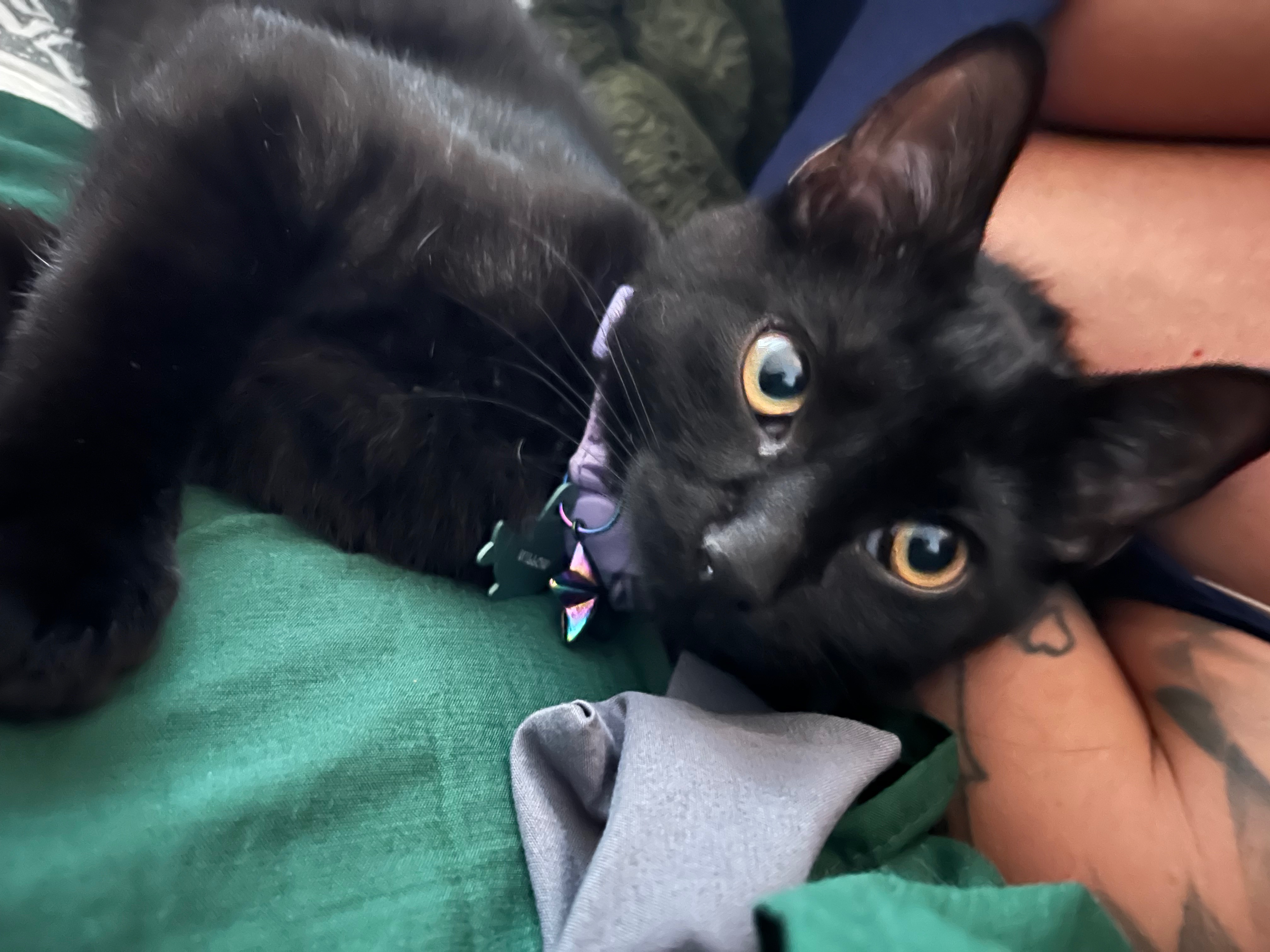 Help Our Sweet Cat Heal After a Freak Accident campaign photo, 6 of 8