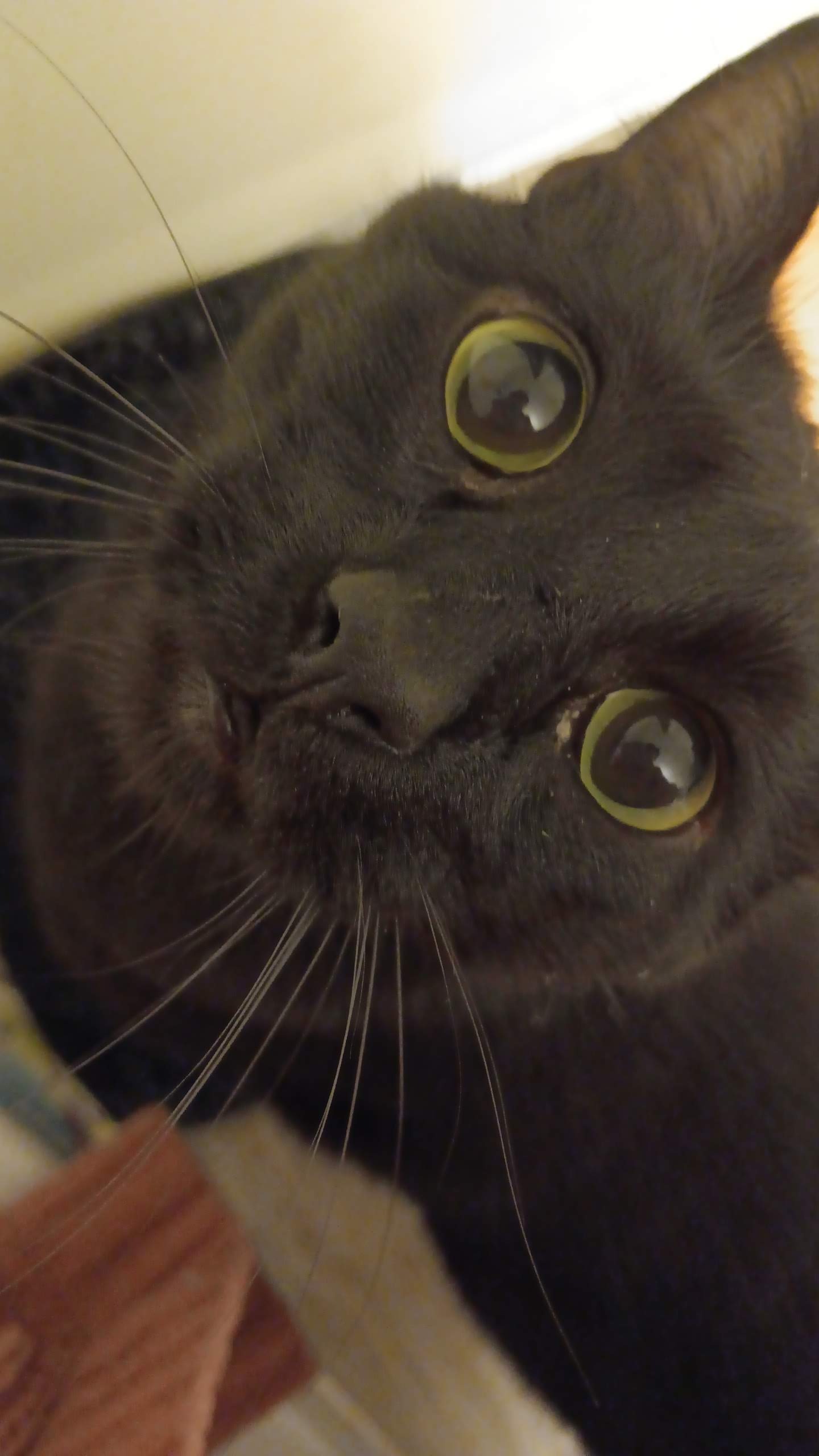 Donate to help my cat! campaign photo, 7 of 8