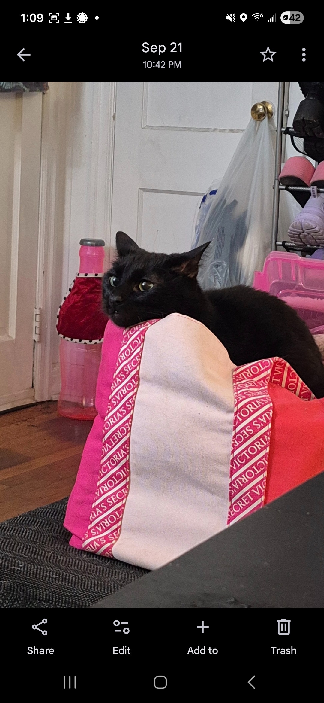 Donate to help my cat! campaign photo, 4 of 8