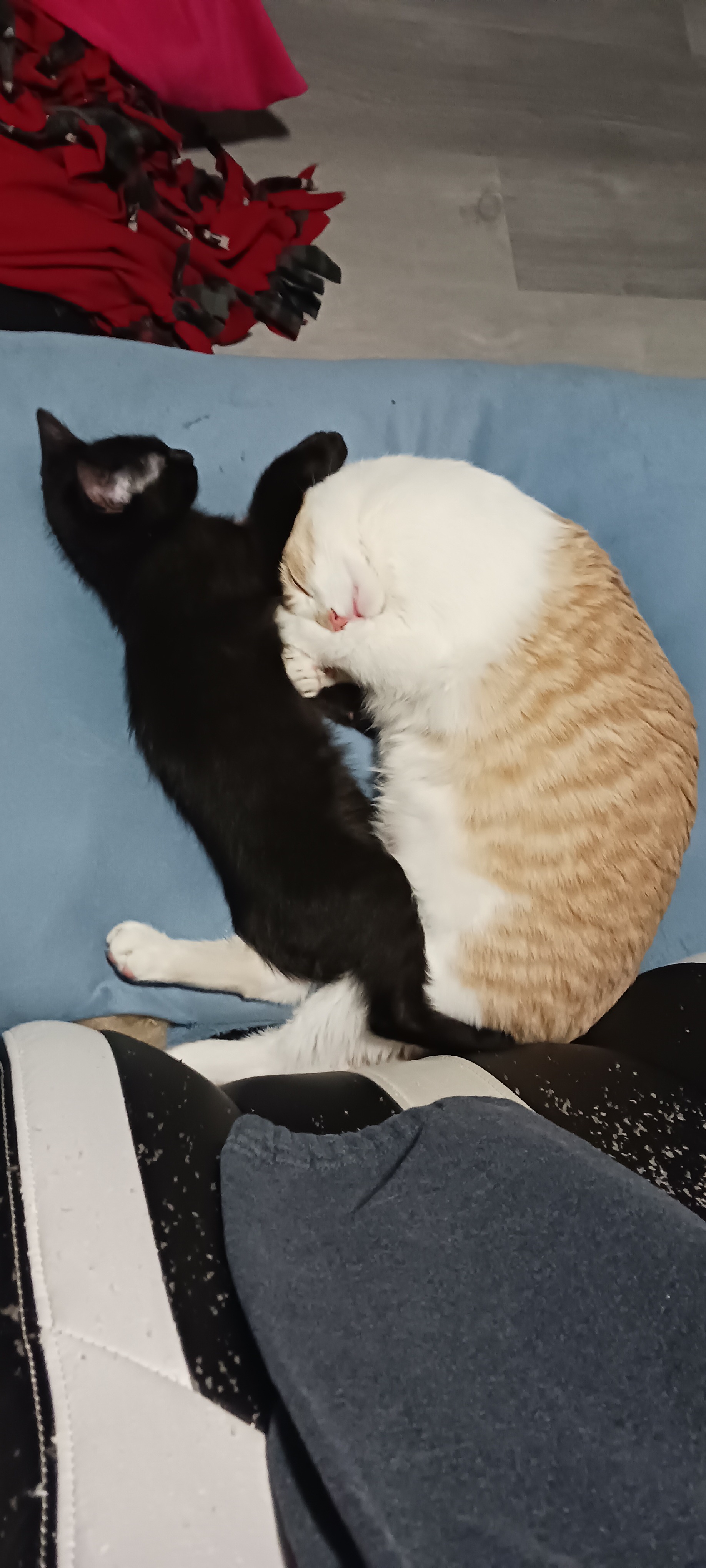 Donate to help my cat! campaign photo, 5 of 8