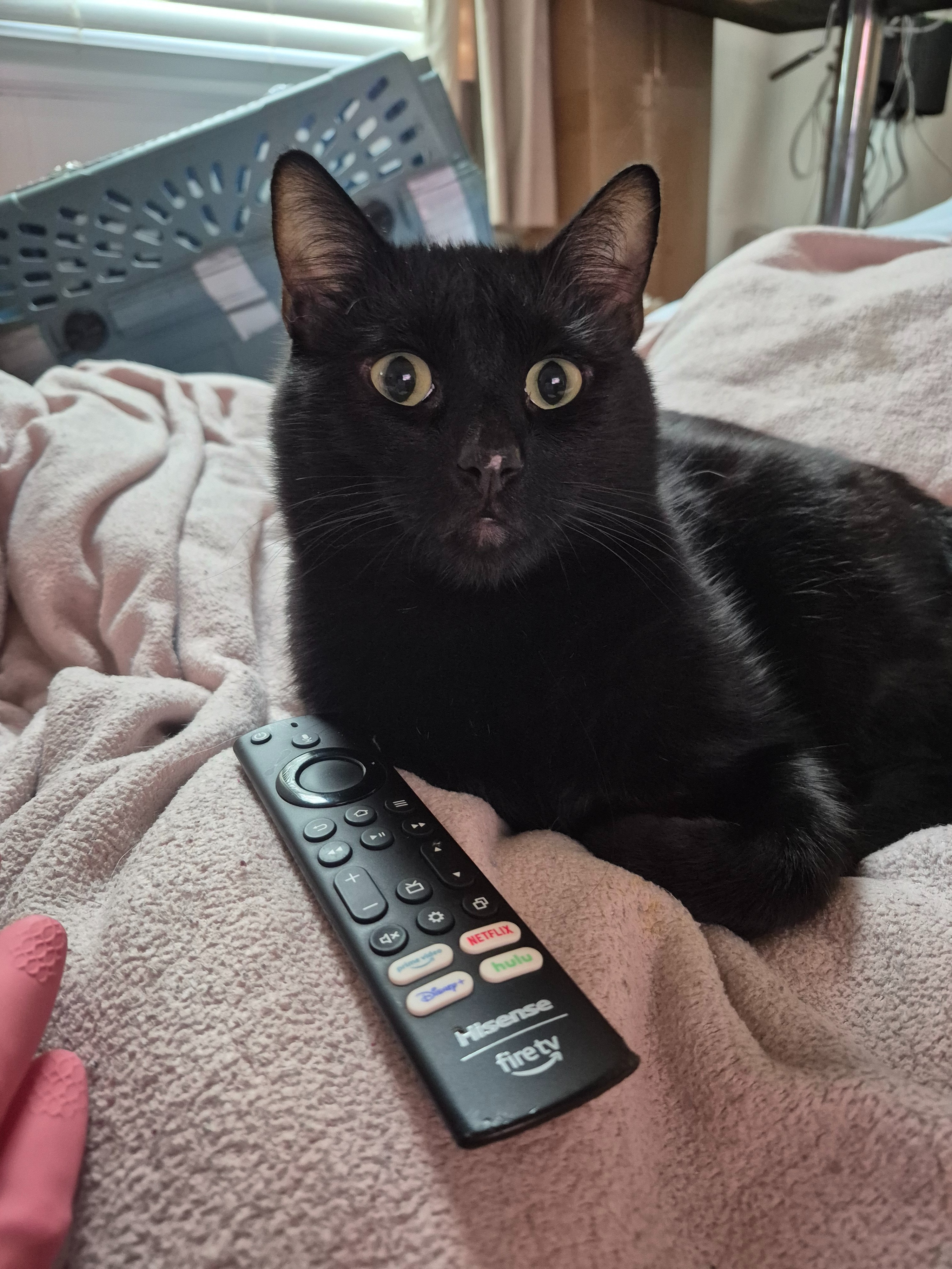 Donate to help my cat! campaign photo, 6 of 8