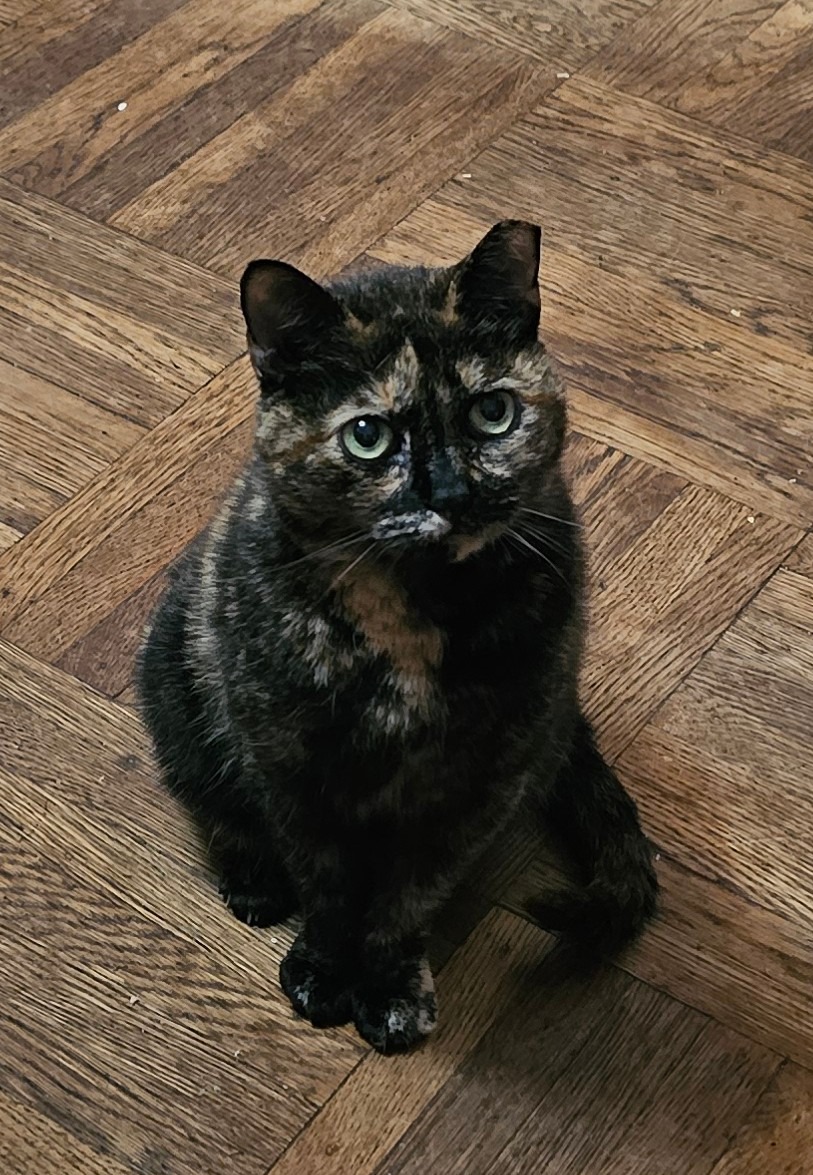 Support a Mom and Her Fur Babies in Need campaign photo, 5 of 6