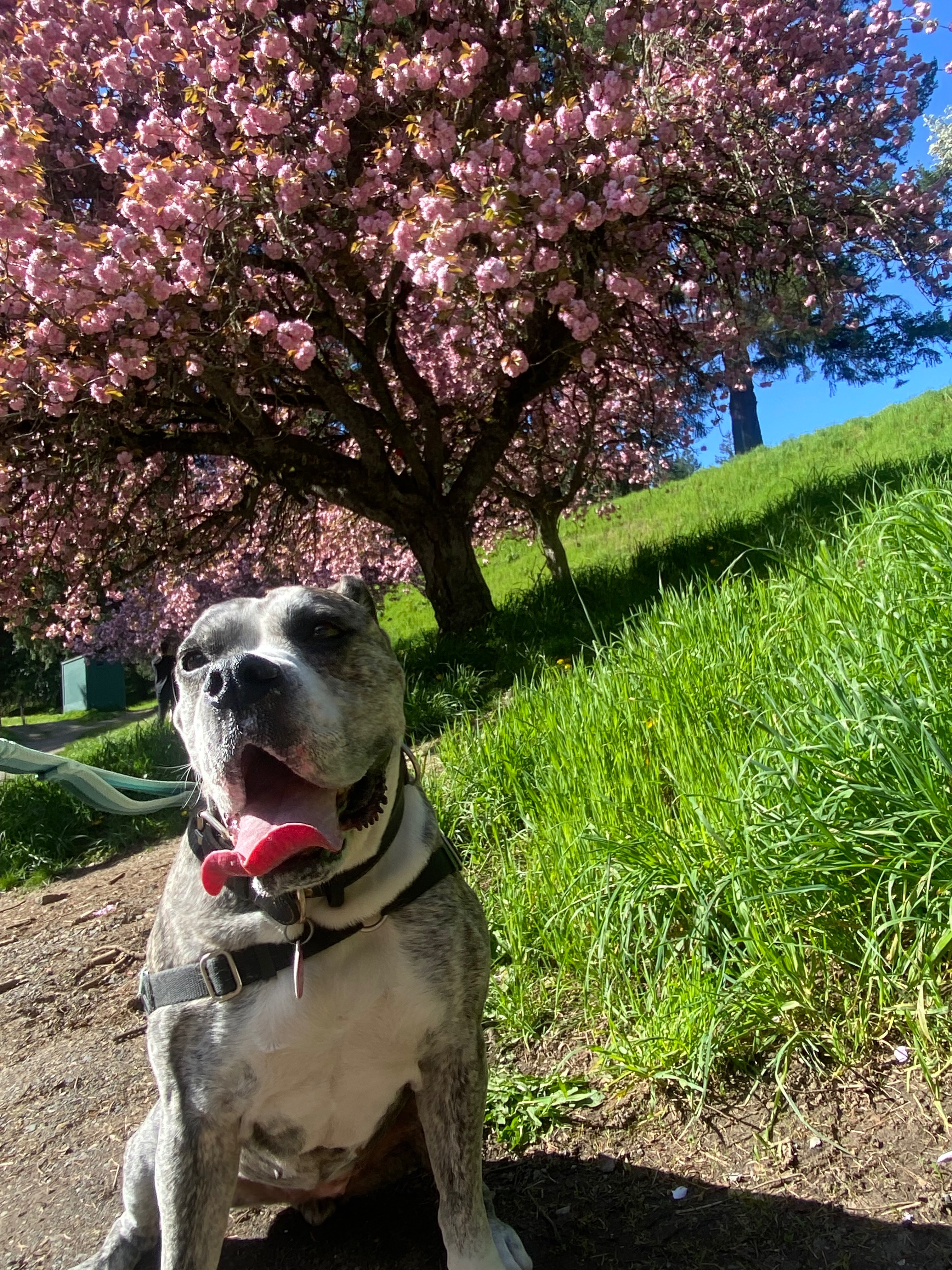 Help Yuki Get Cancer Treatment campaign photo, 4 of 5