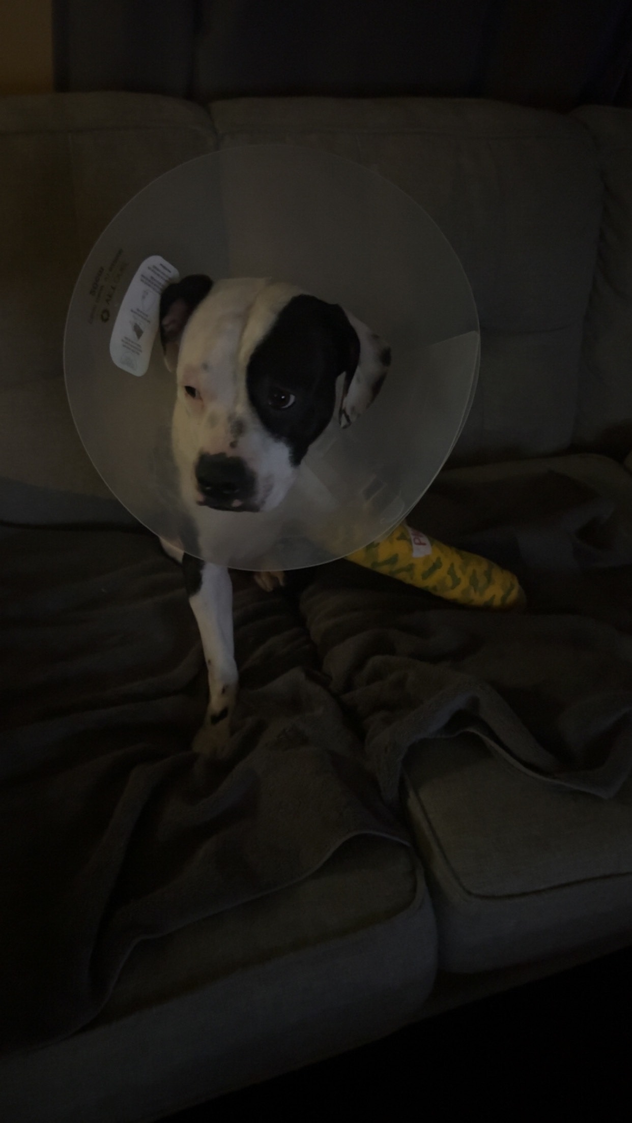 Help Paris Get Her Surgery campaign photo, 2 of 5