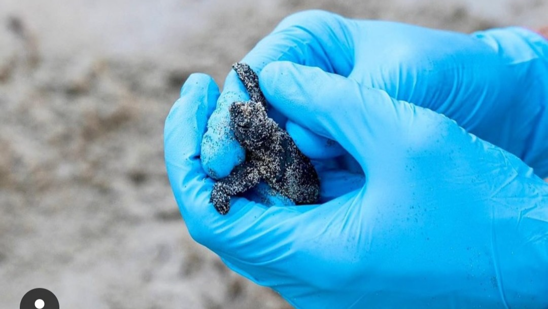 Paul Watson Foundation Italy