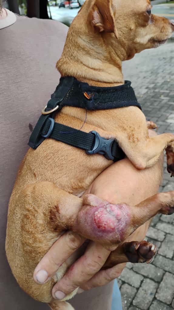 Please help pay for our dog’s medical care to save his life campaign photo, 2 of 4