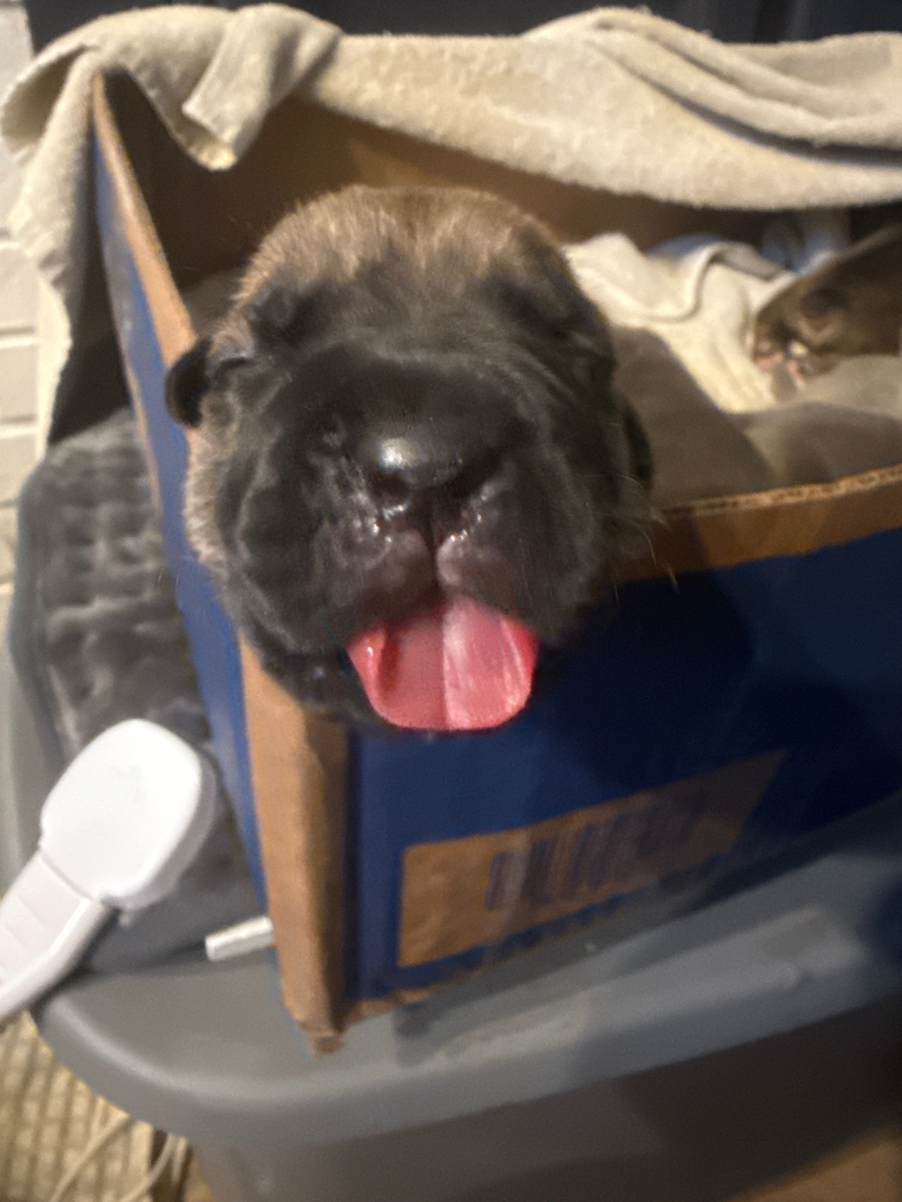 Help 8 Newborn Puppies Get Emergency Care campaign photo, 4 of 5