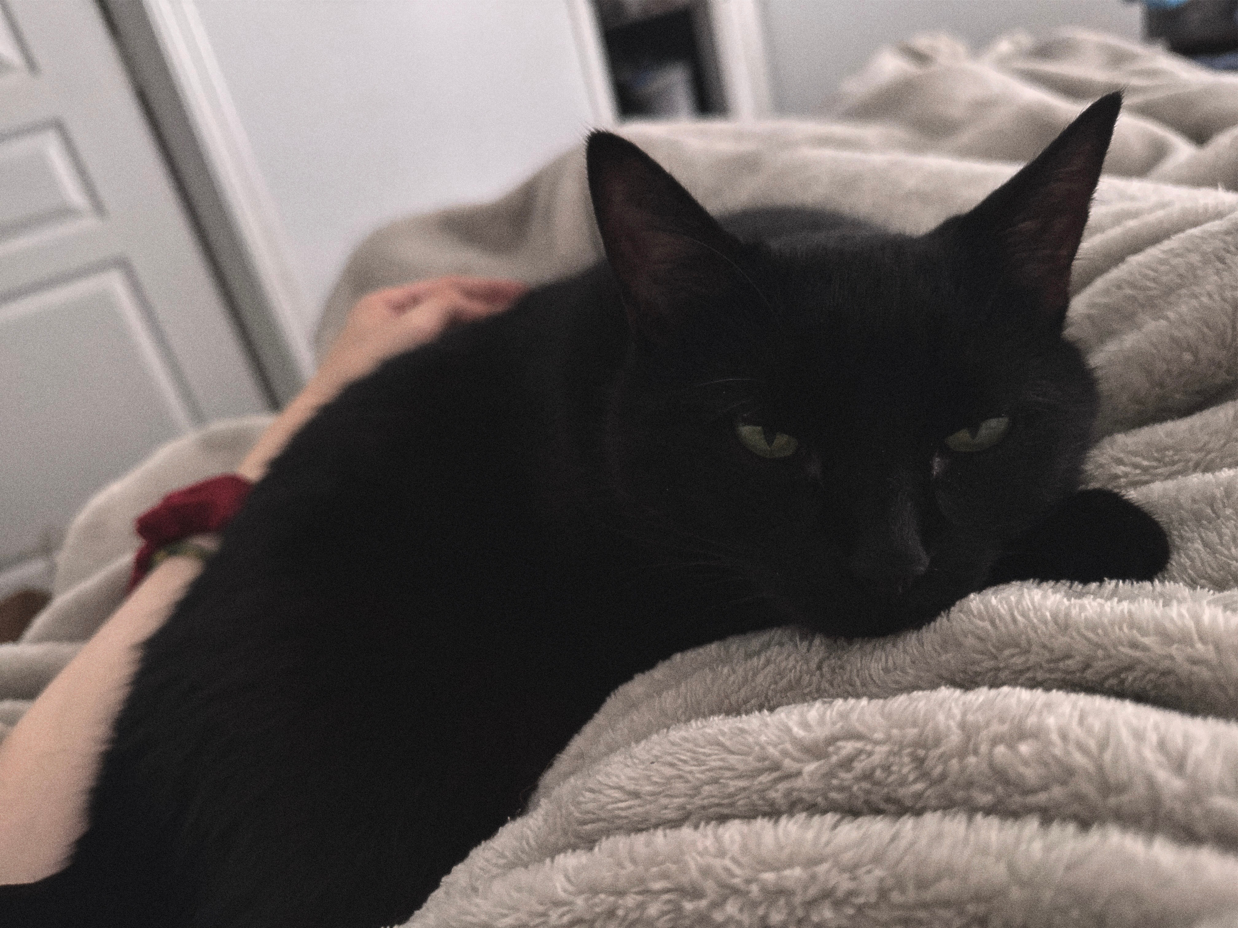 Donate to Keep Annie and Mimi Safe campaign photo, 6 of 8